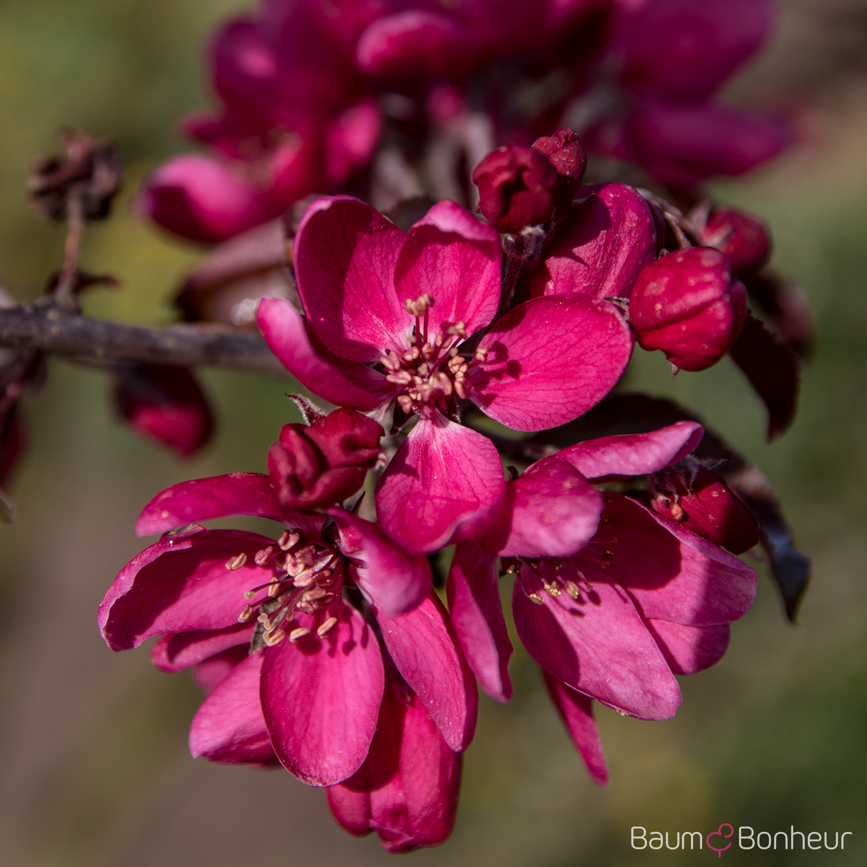 Malus 'Dark Rosaleen'
