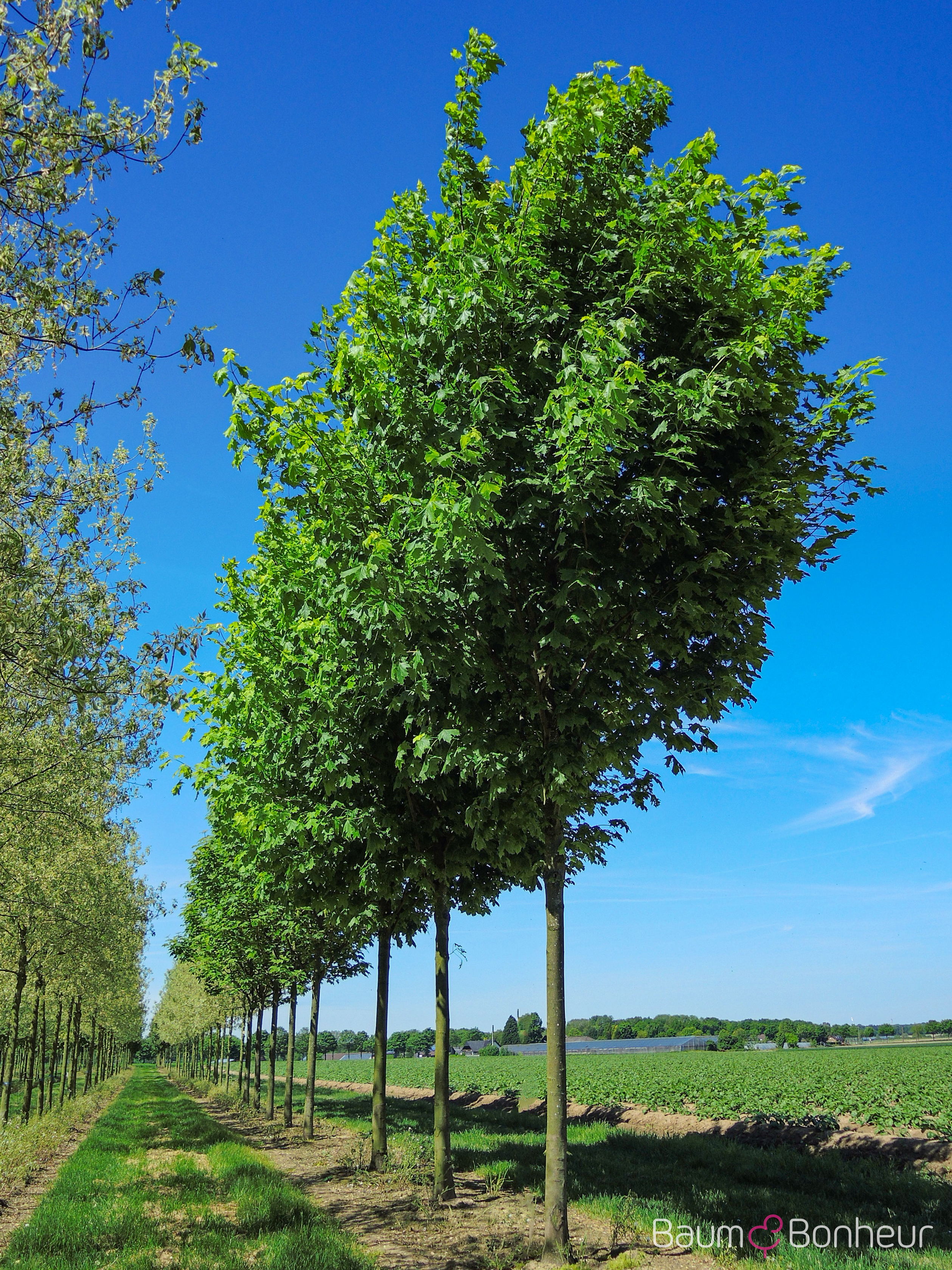 Acer platanoides 'Allershausen' (s)