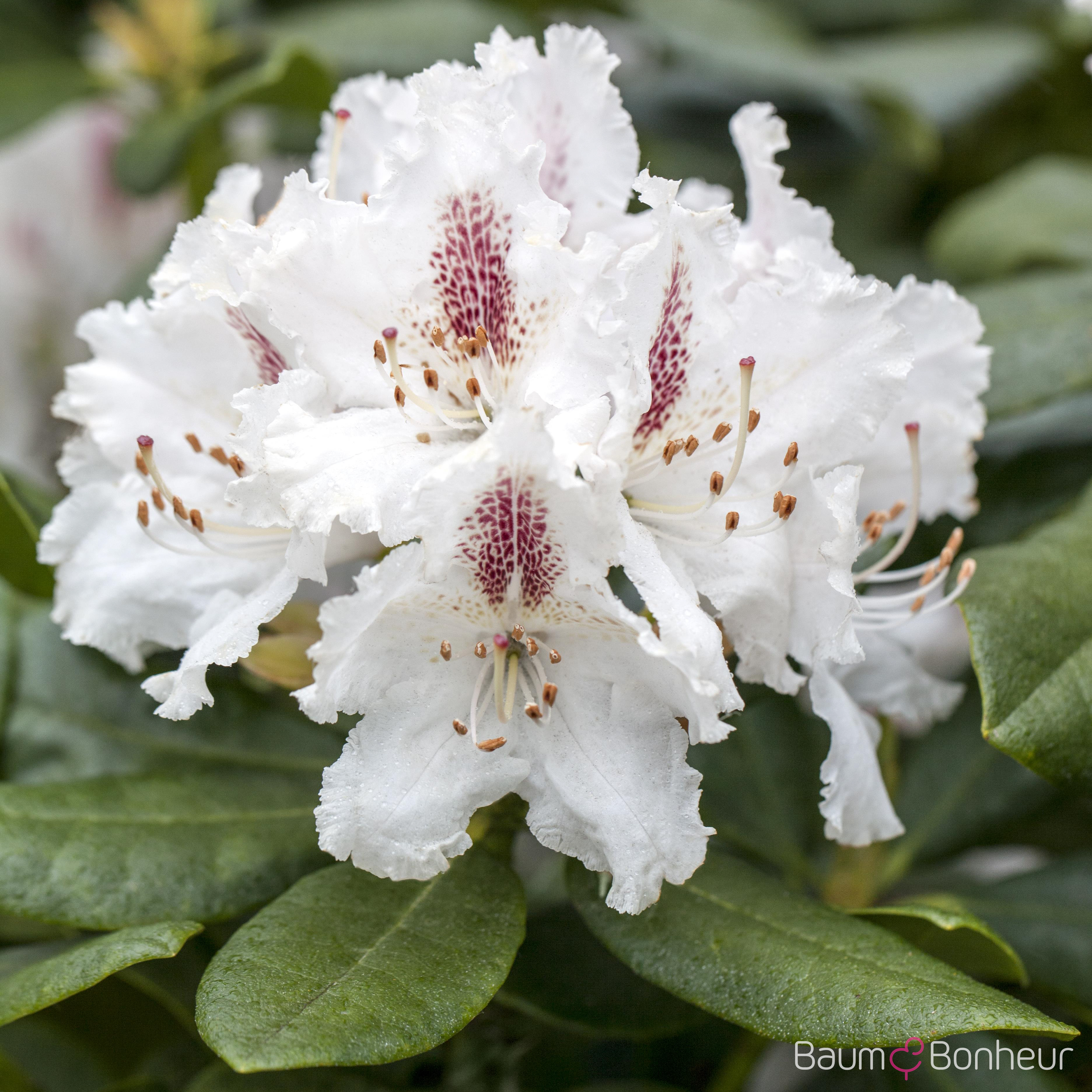 Rhododendron 'Le Progrès'