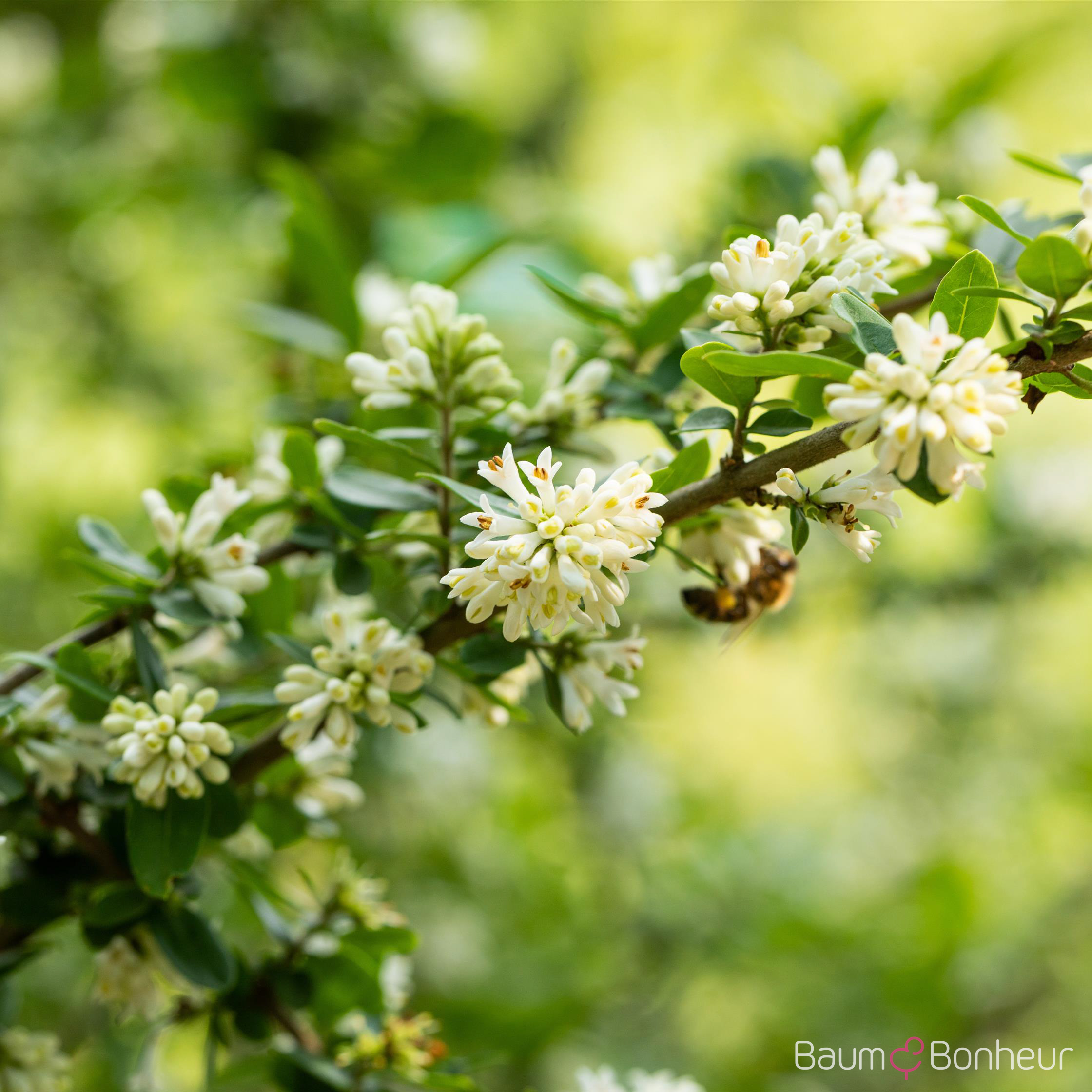 Ligustrum obtusifolium var. regelianum