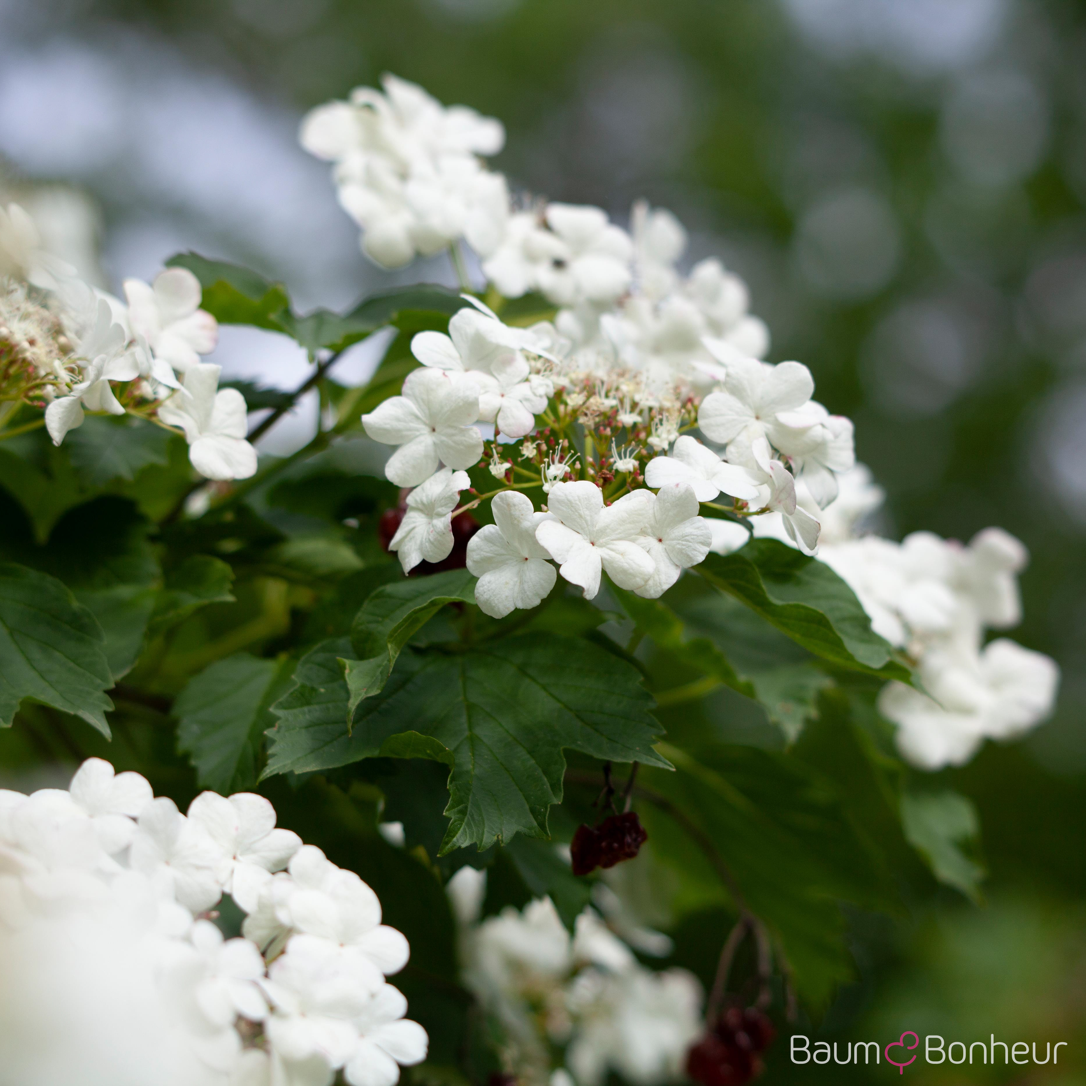 Viburnum opulus
