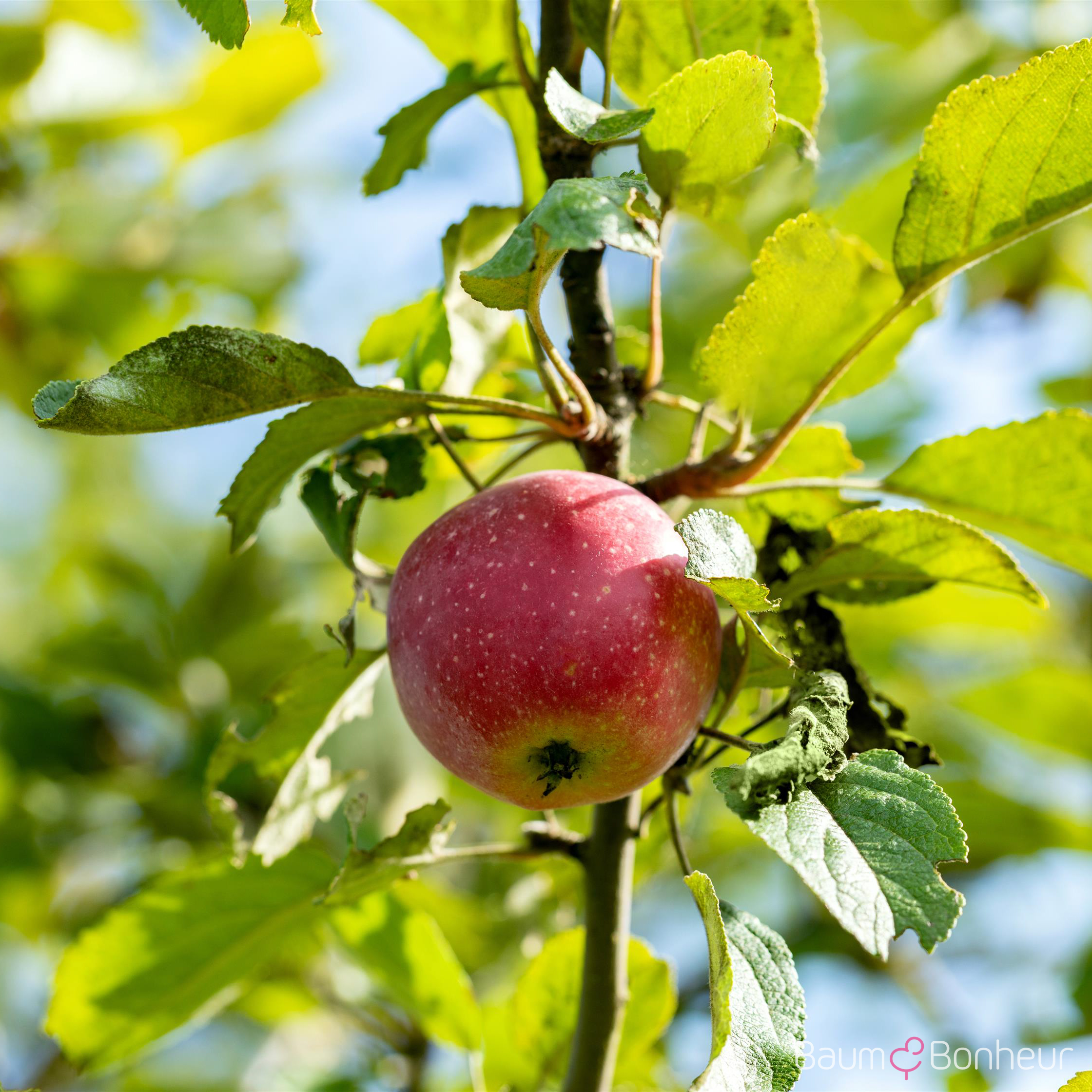Malus 'Kaiser Wilhelm'