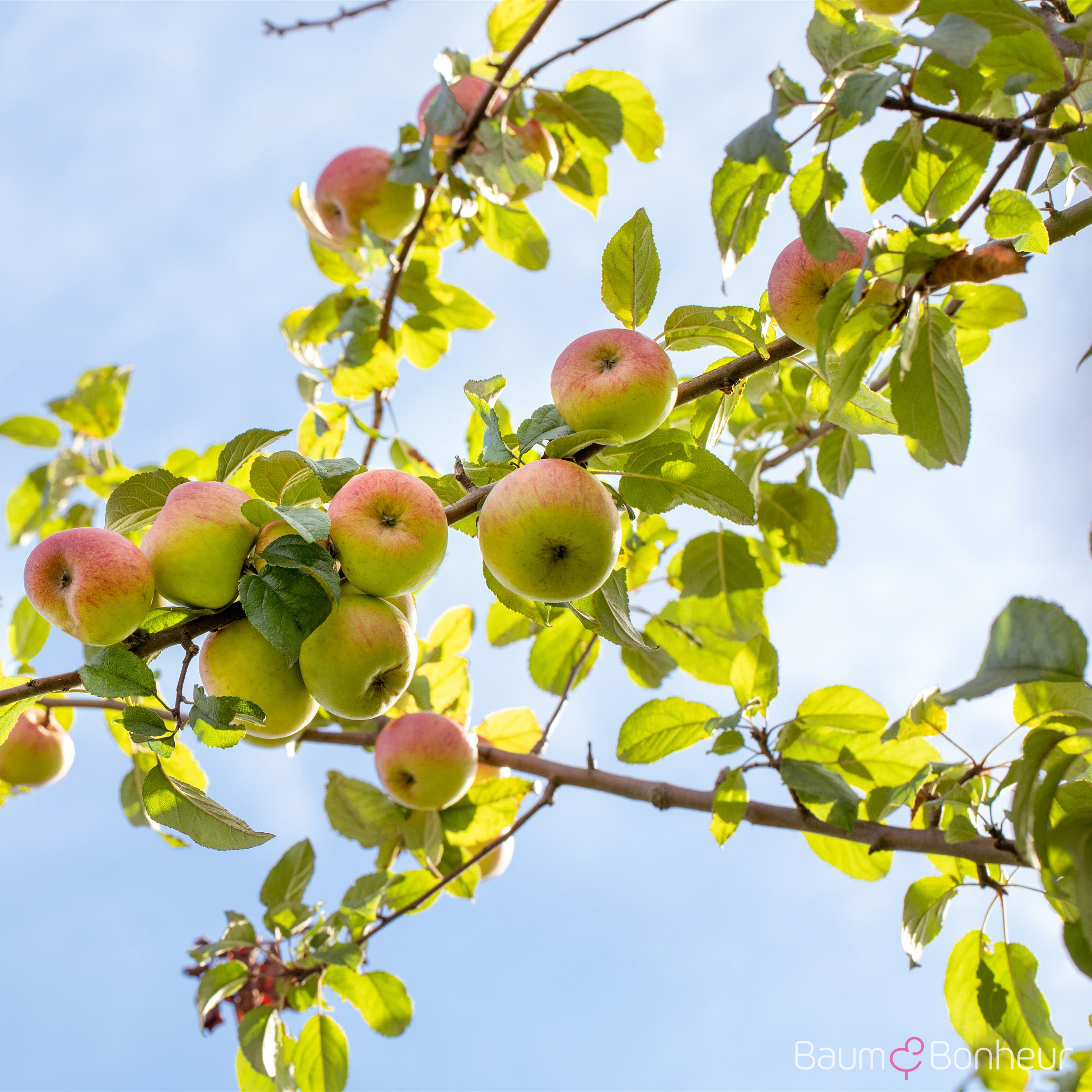 Malus 'Roter Berlepsch'