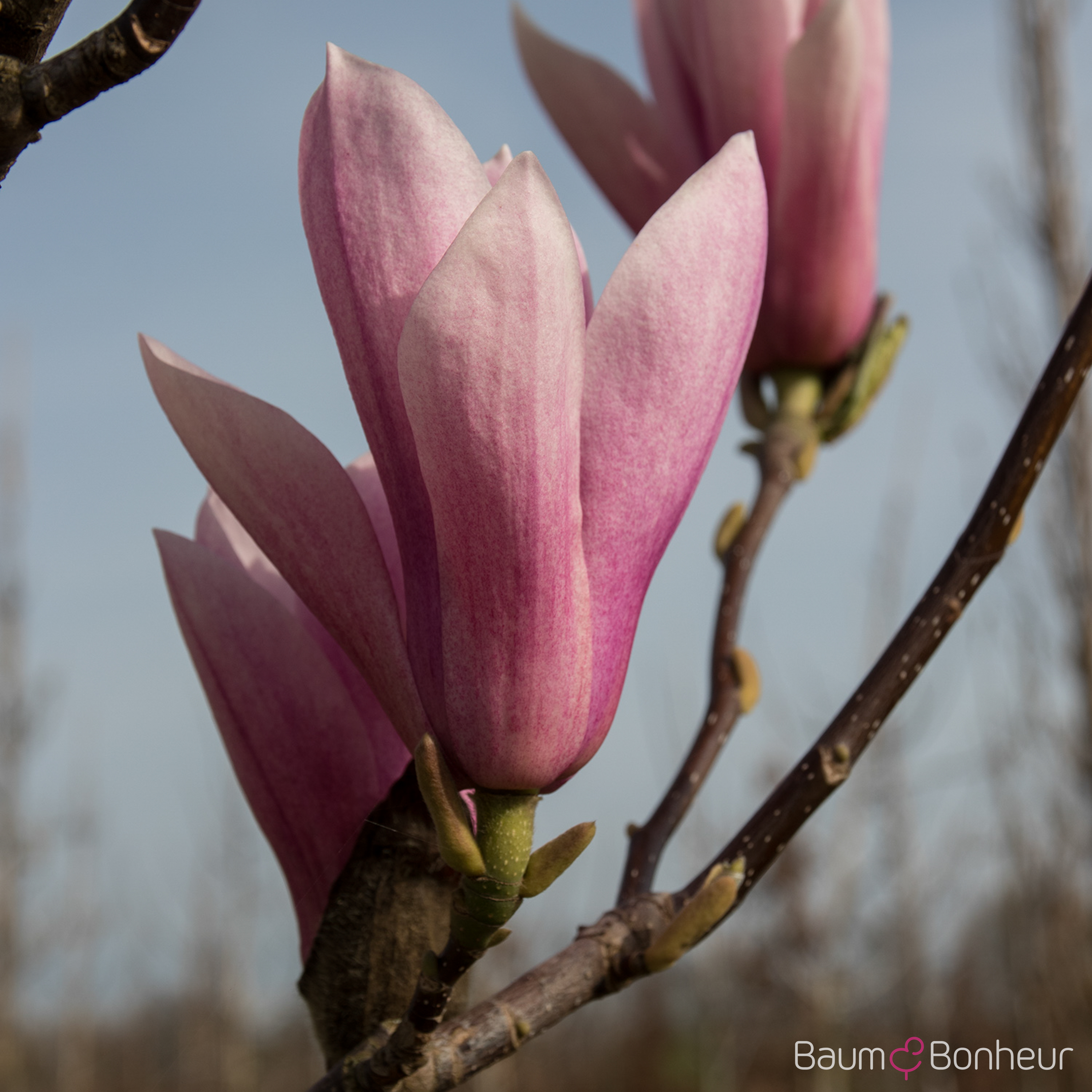 Magnolia soulangeana 'Heaven Scent'