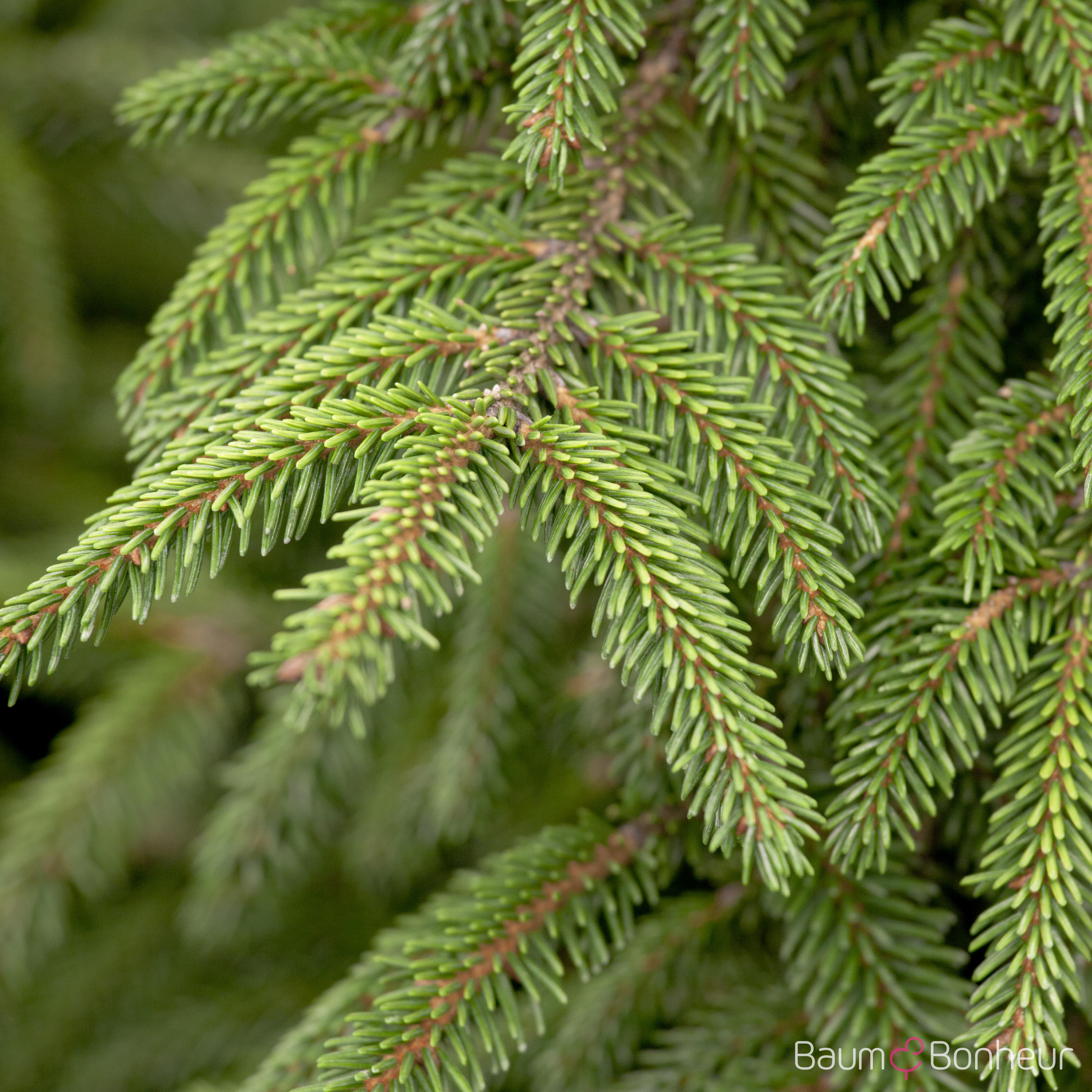 Picea orientalis 'Aureospicata'