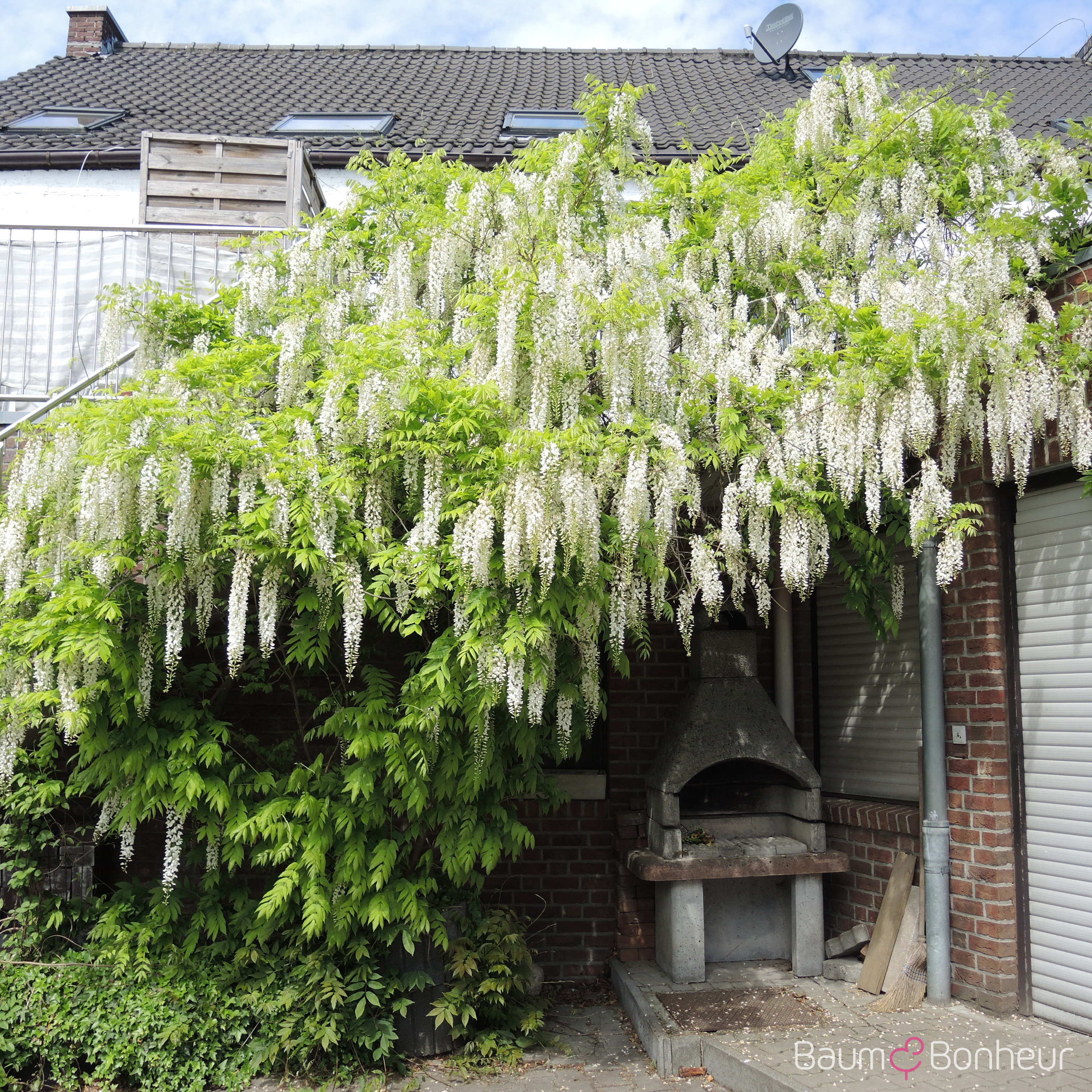 Wisteria sinensis 'Alba'