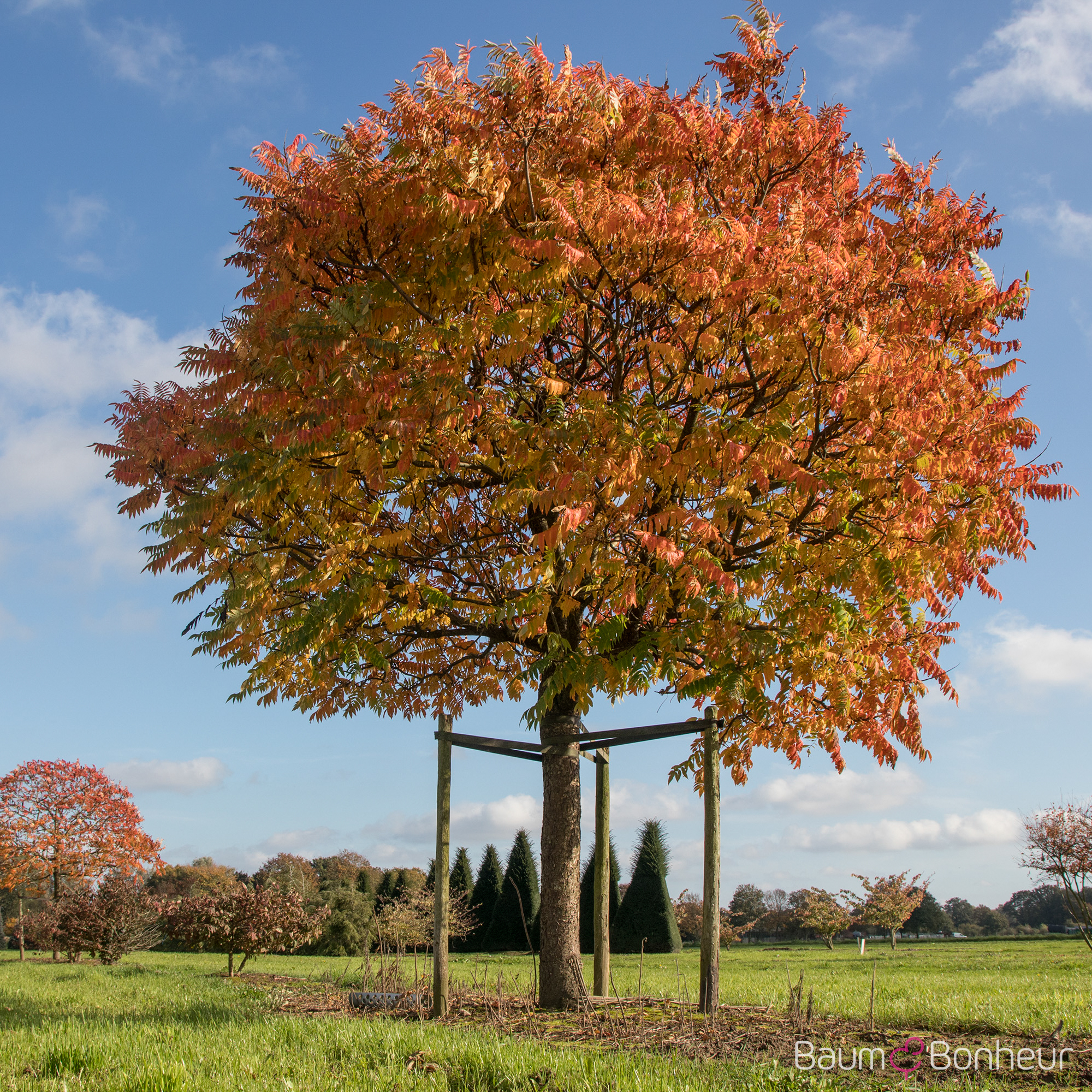 Rhus typhina