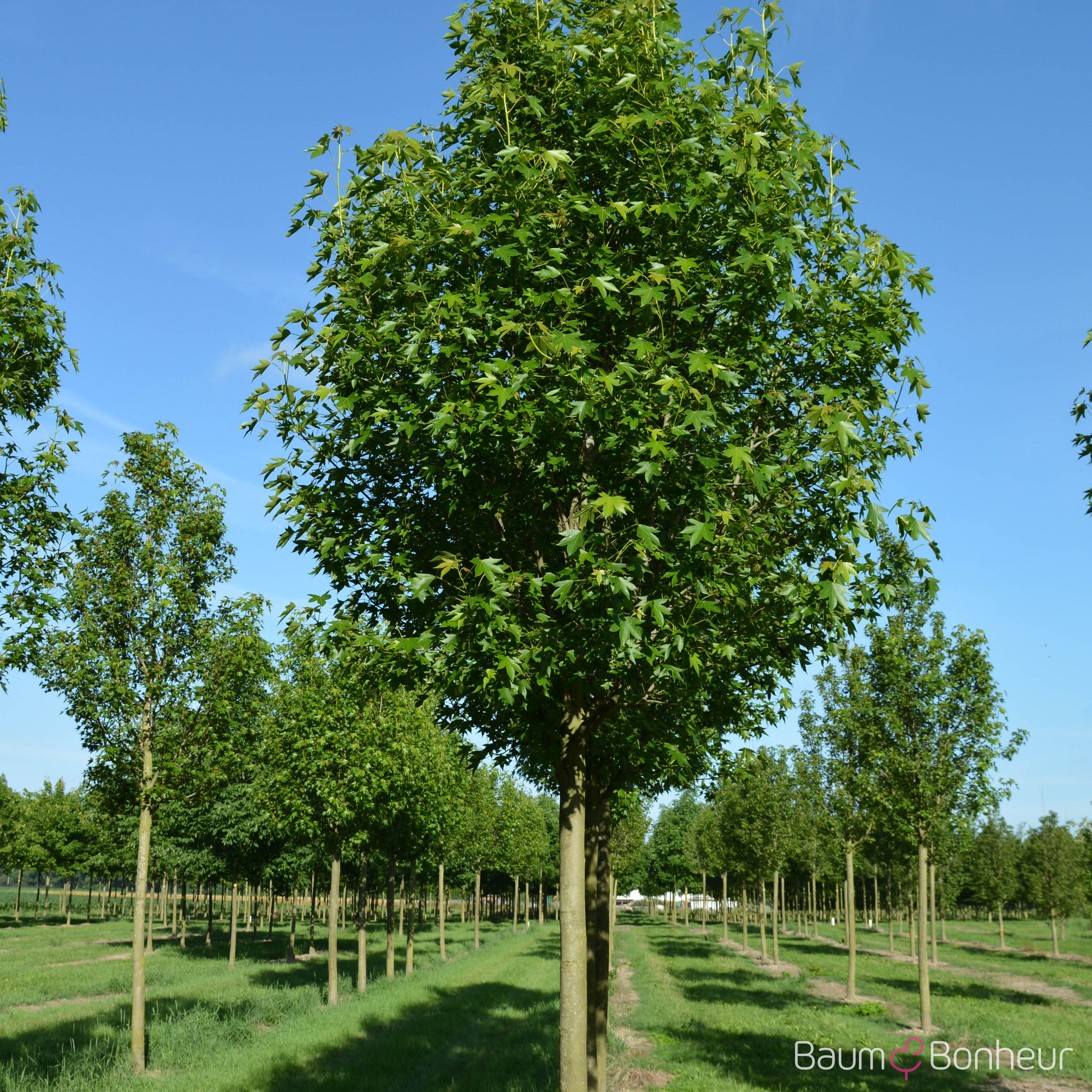 Liquidambar styraciflua 'Paarl' -S-