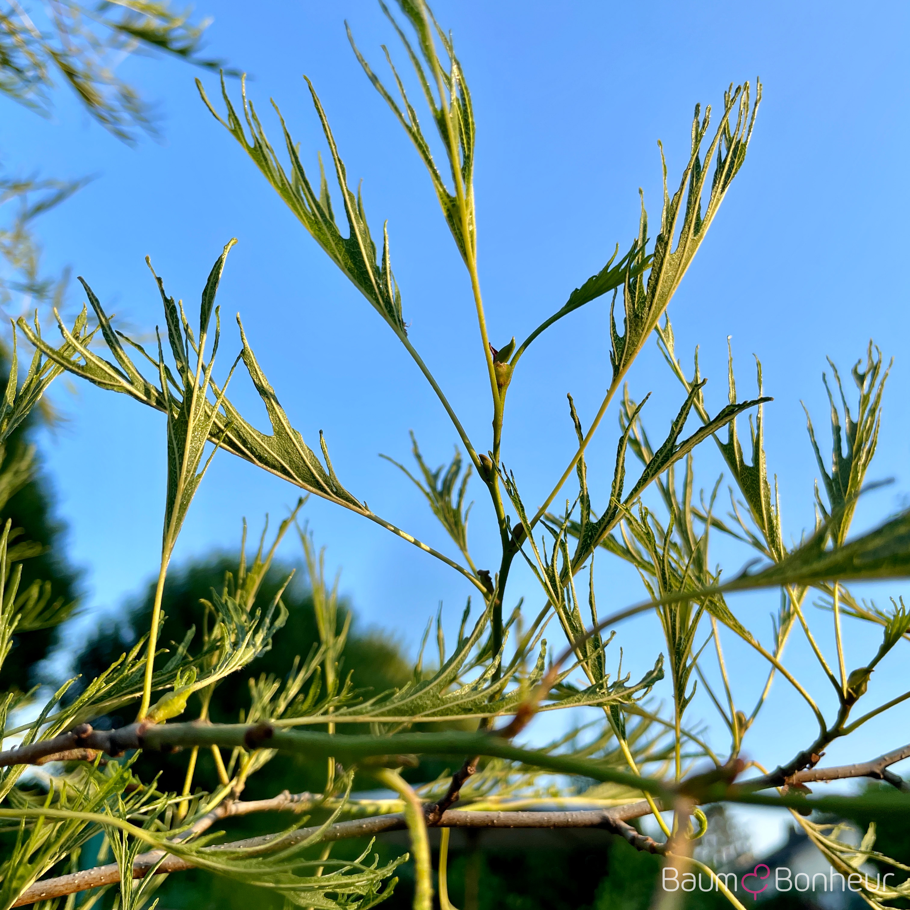 Alnus glutinosa 'Imperialis'