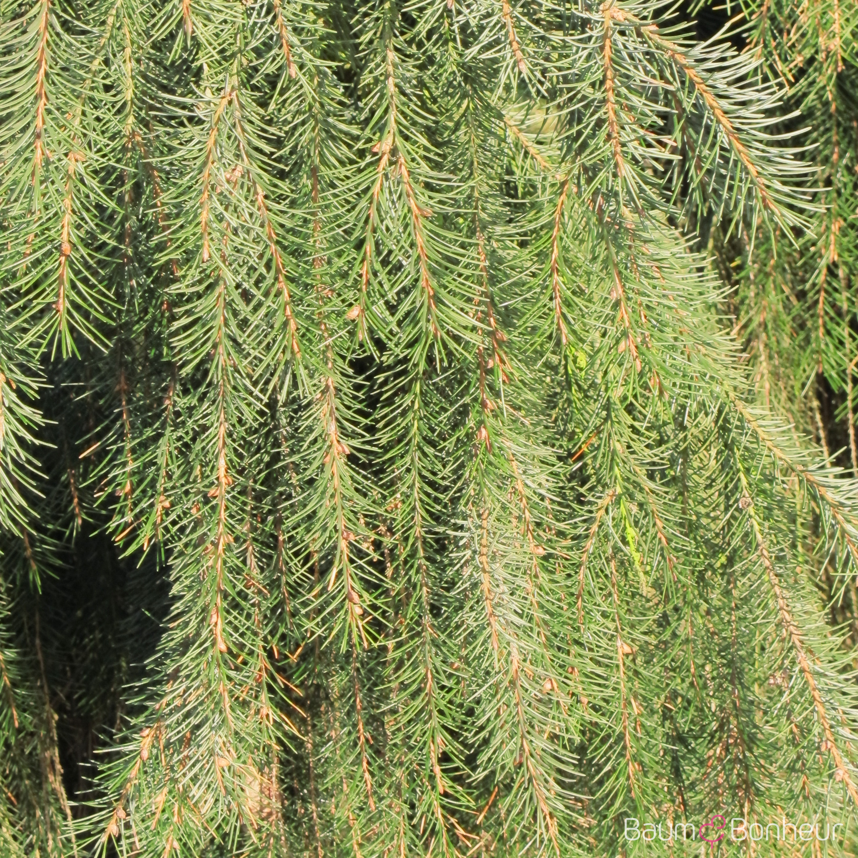 Picea breweriana