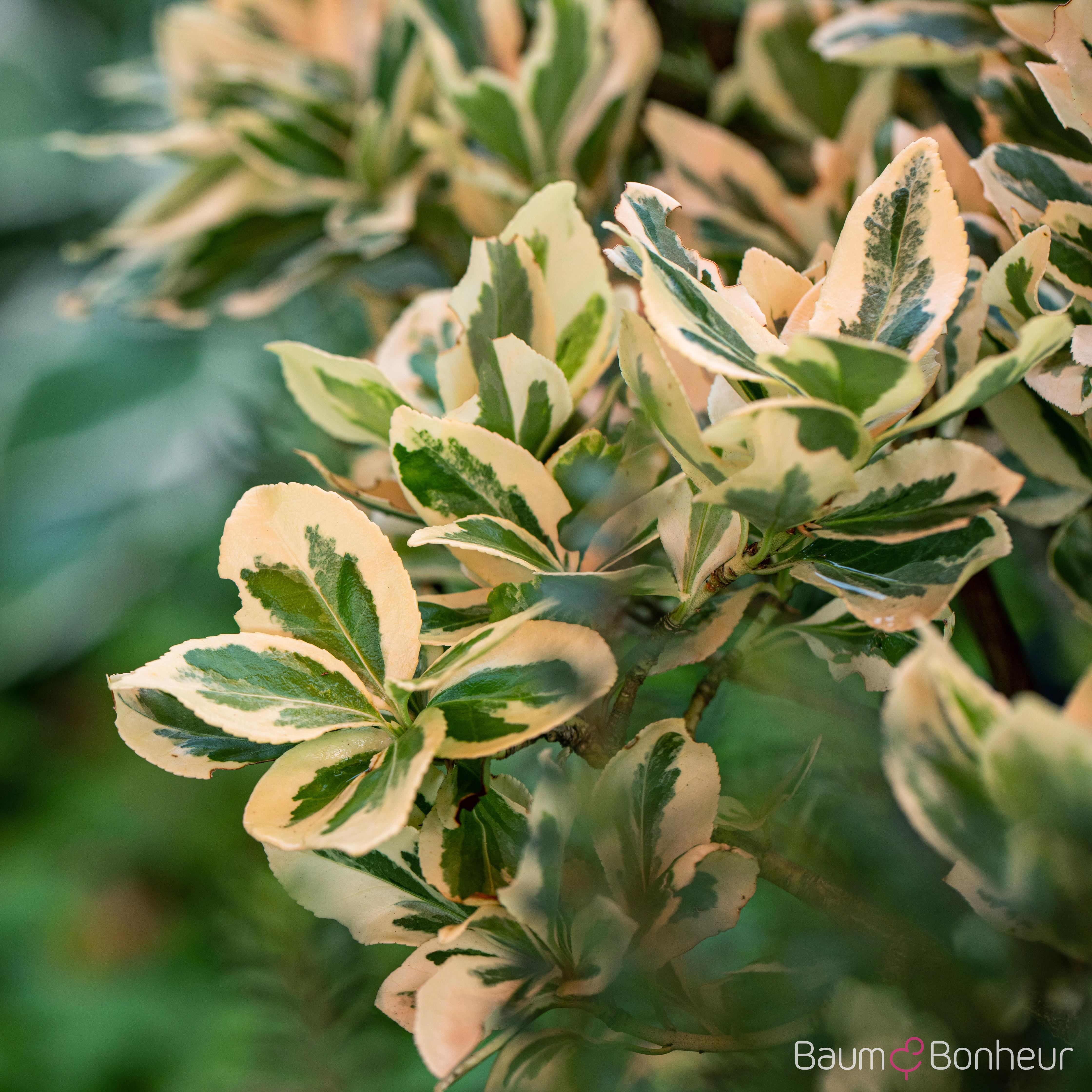 Euonymus fortunei 'Emerald Gaiety'