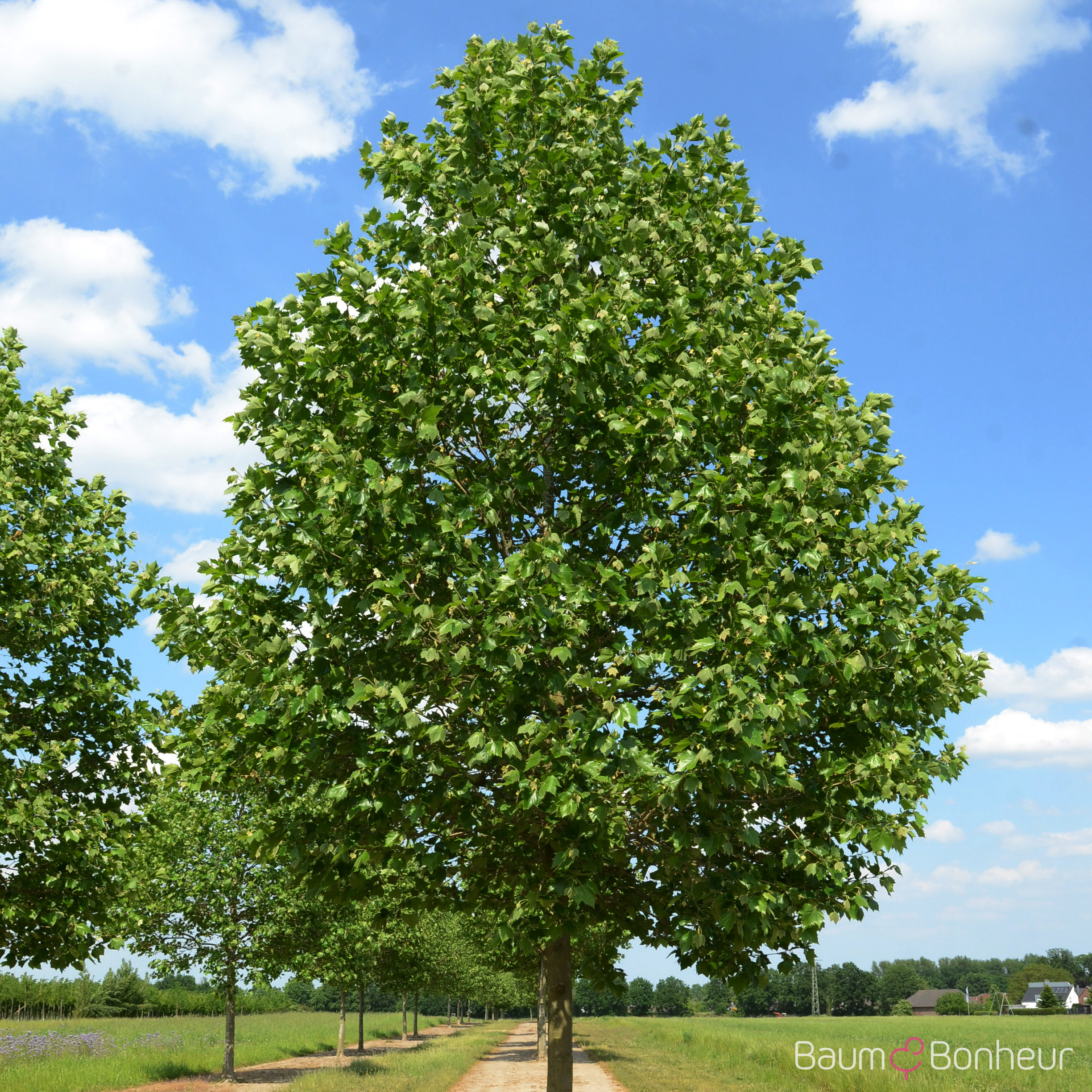 Platanus hispanica