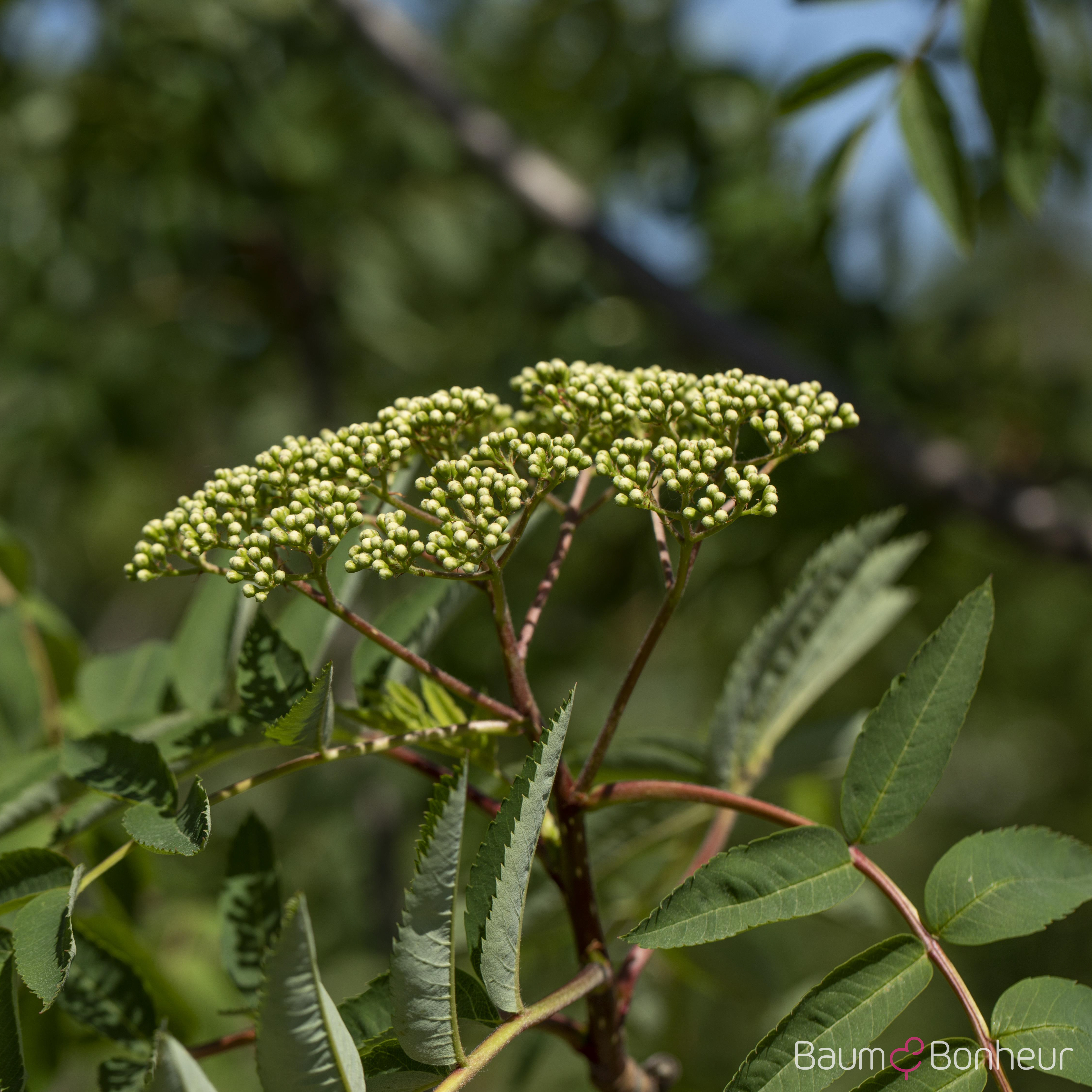 Sorbus decora