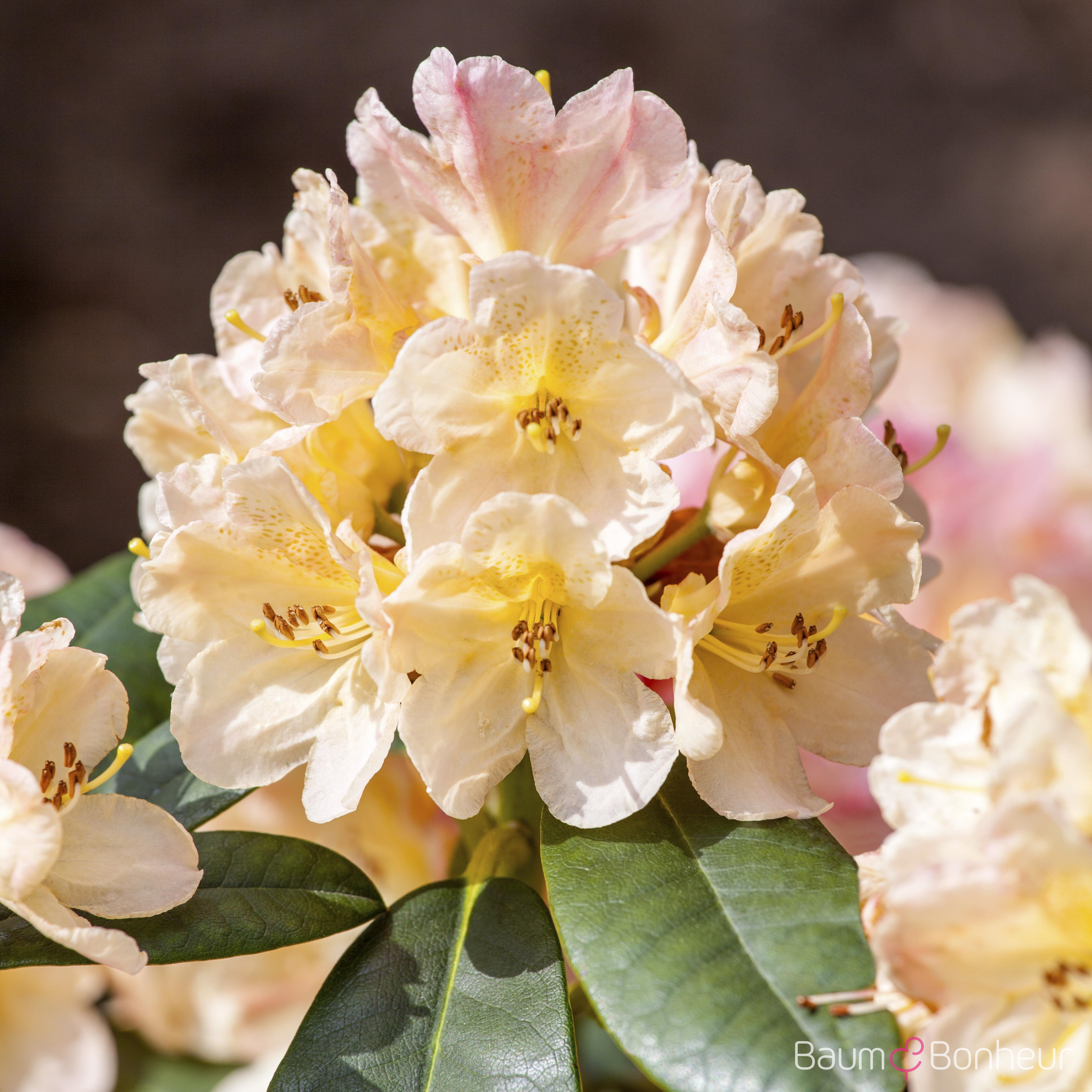 Rhododendron yakushimanum 'Percy Wiseman'