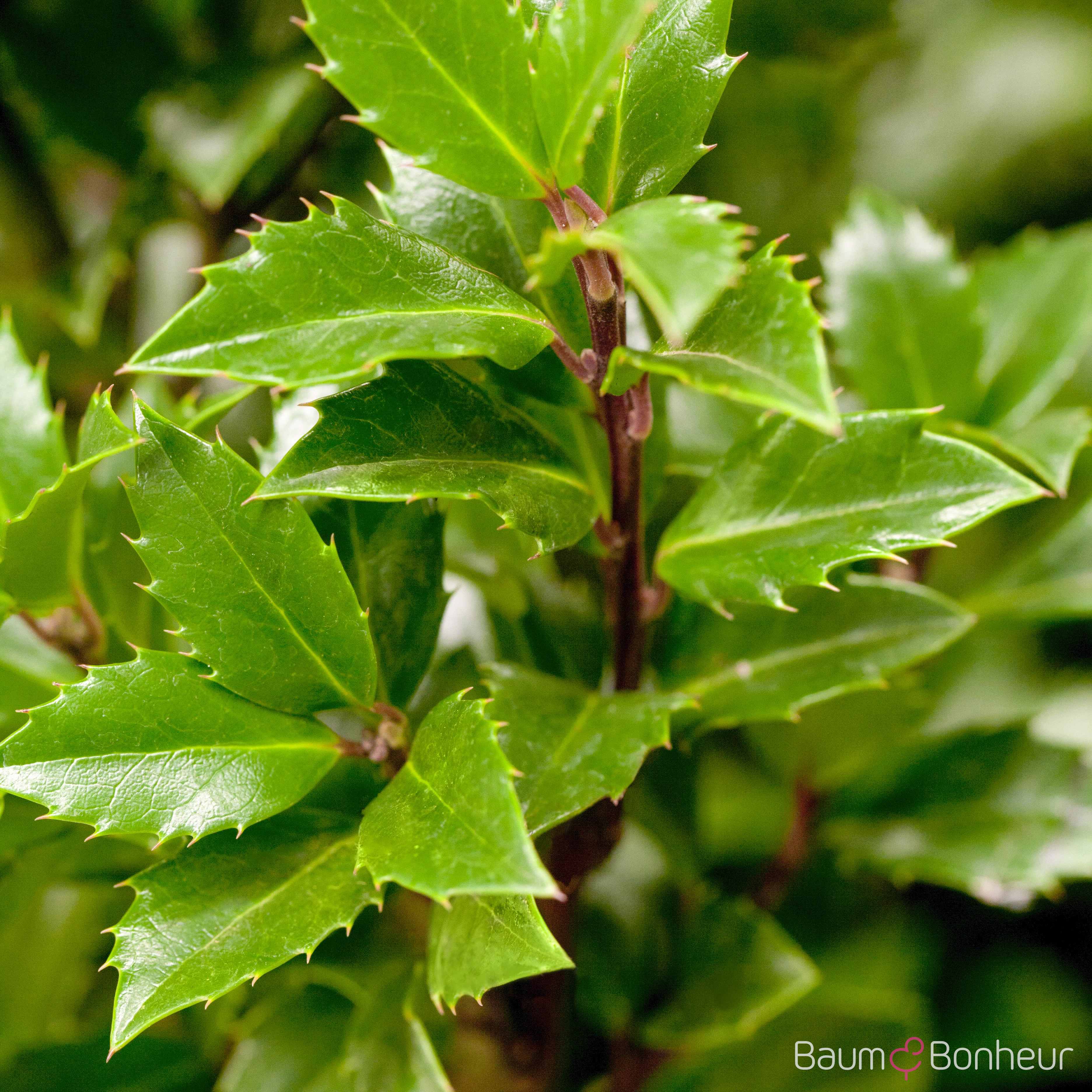 Ilex meserveae 'Heckenpracht'®