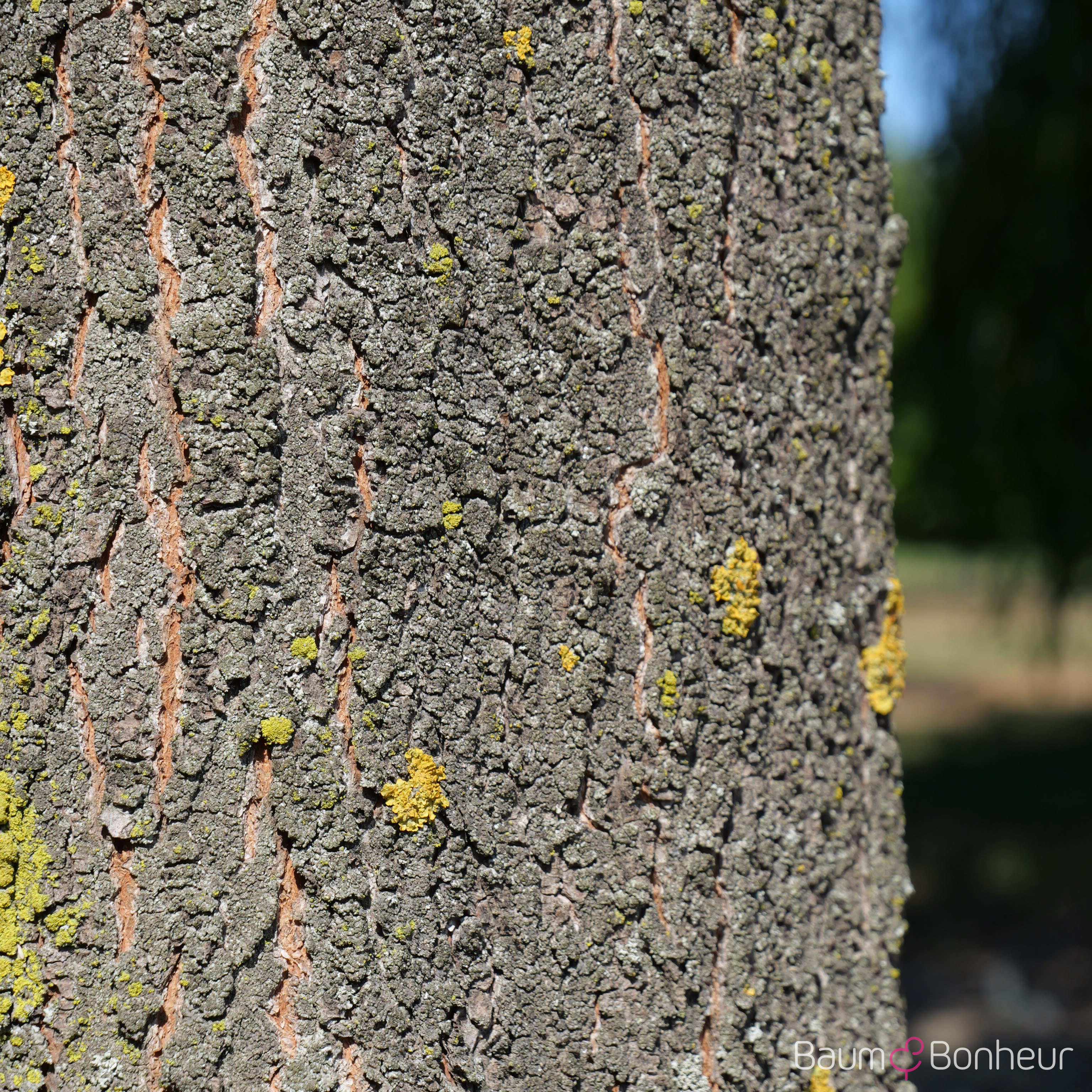 Ulmus glabra