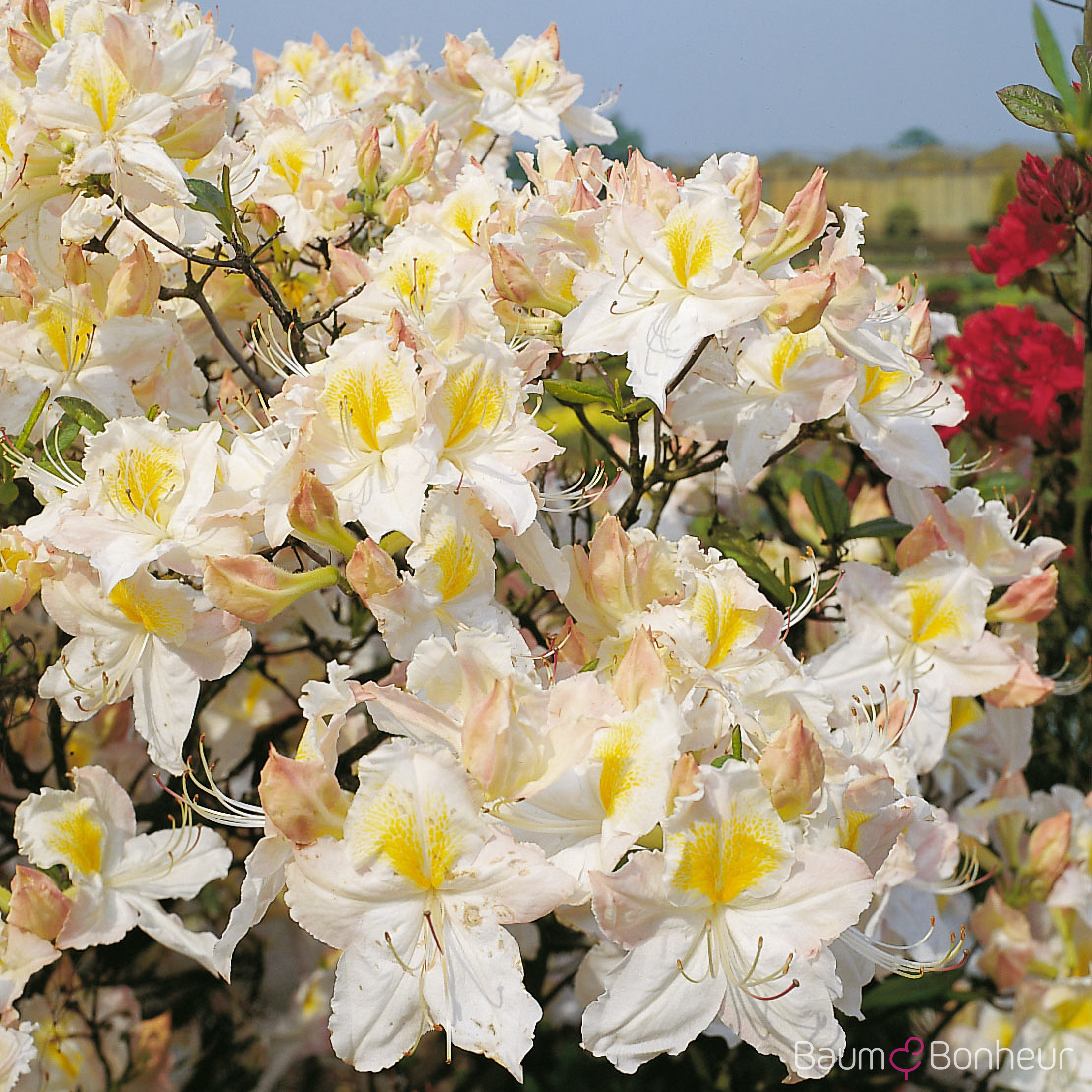 Rhododendron luteum 'Schneegold'