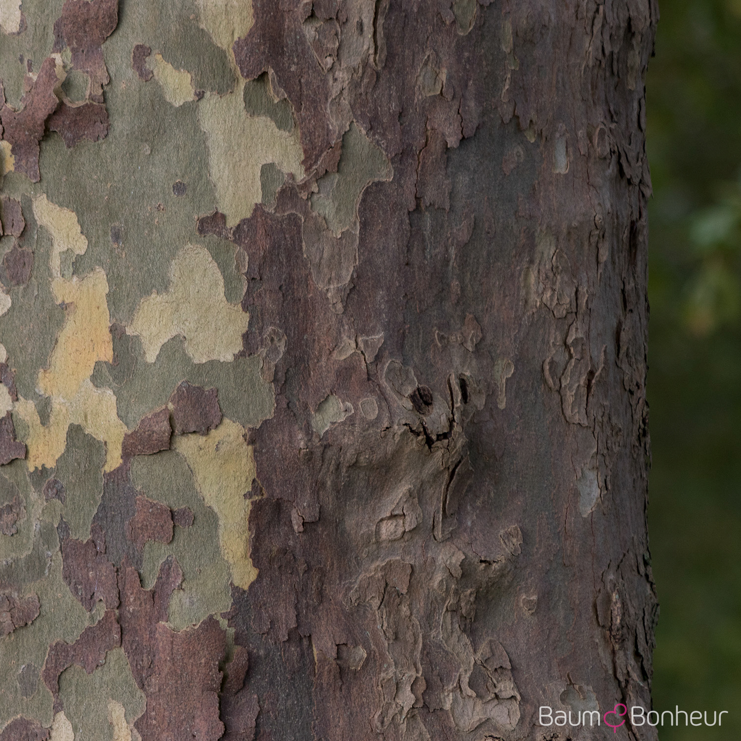 Platanus hispanica