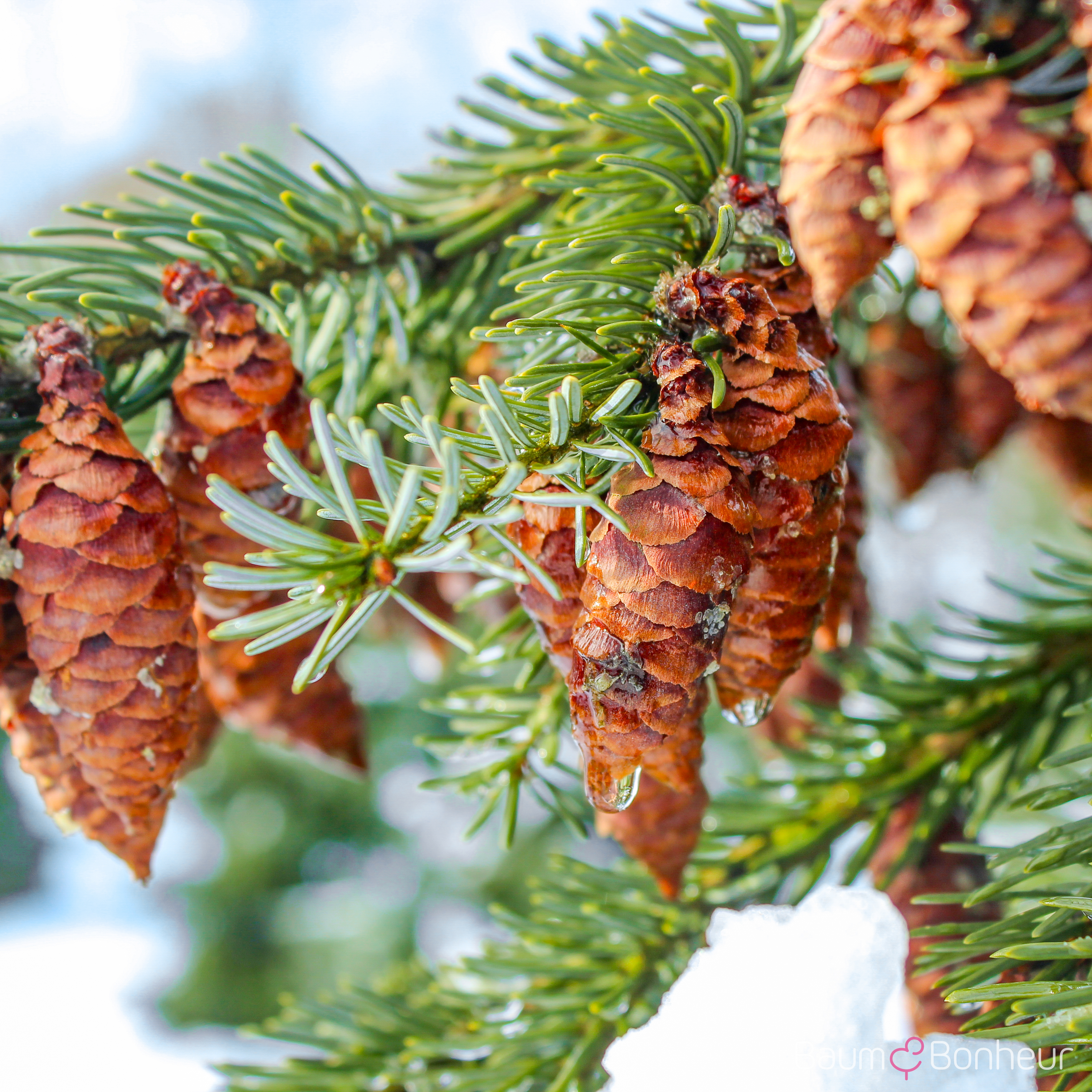 Picea omorika