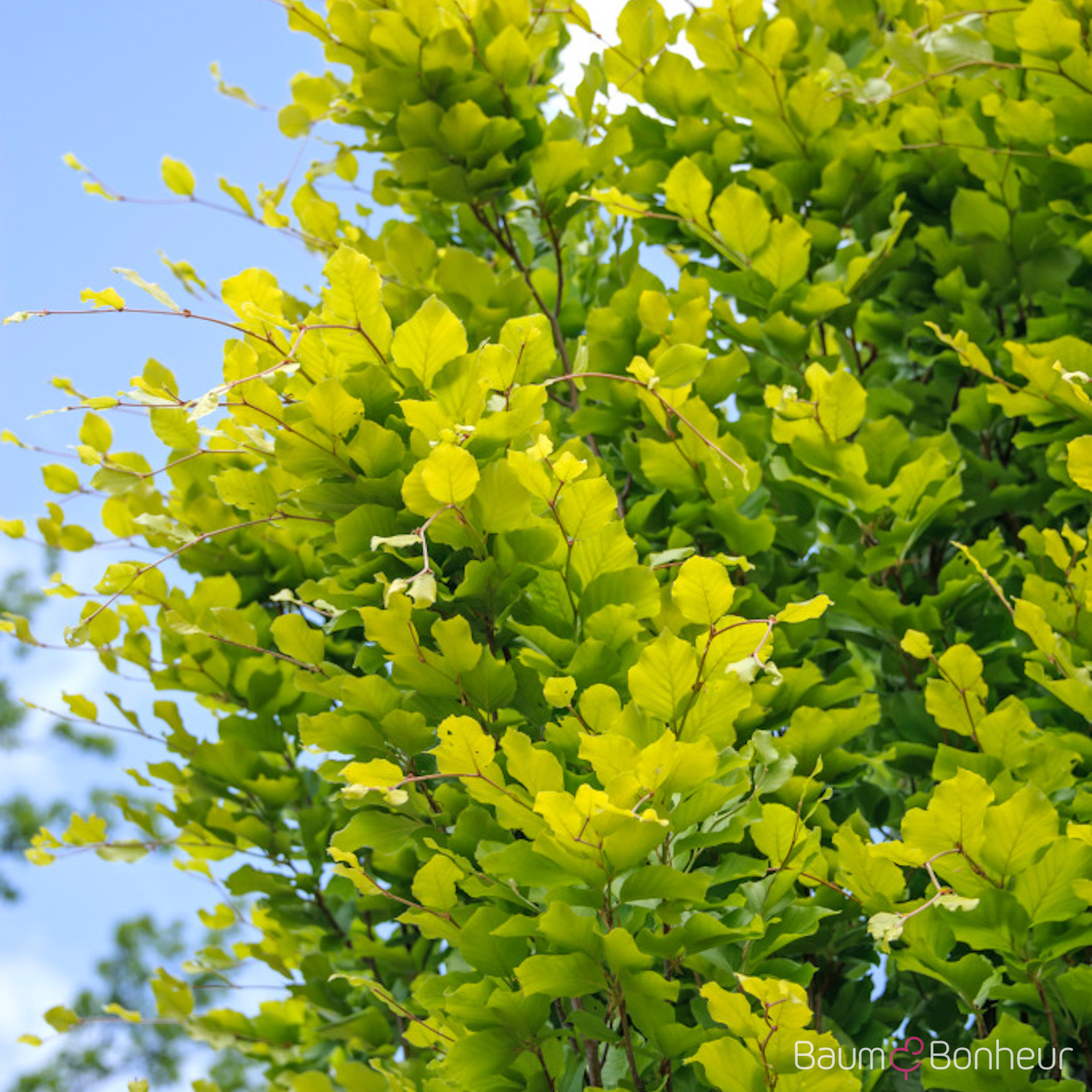 Fagus sylvatica 'Dawyck Gold'