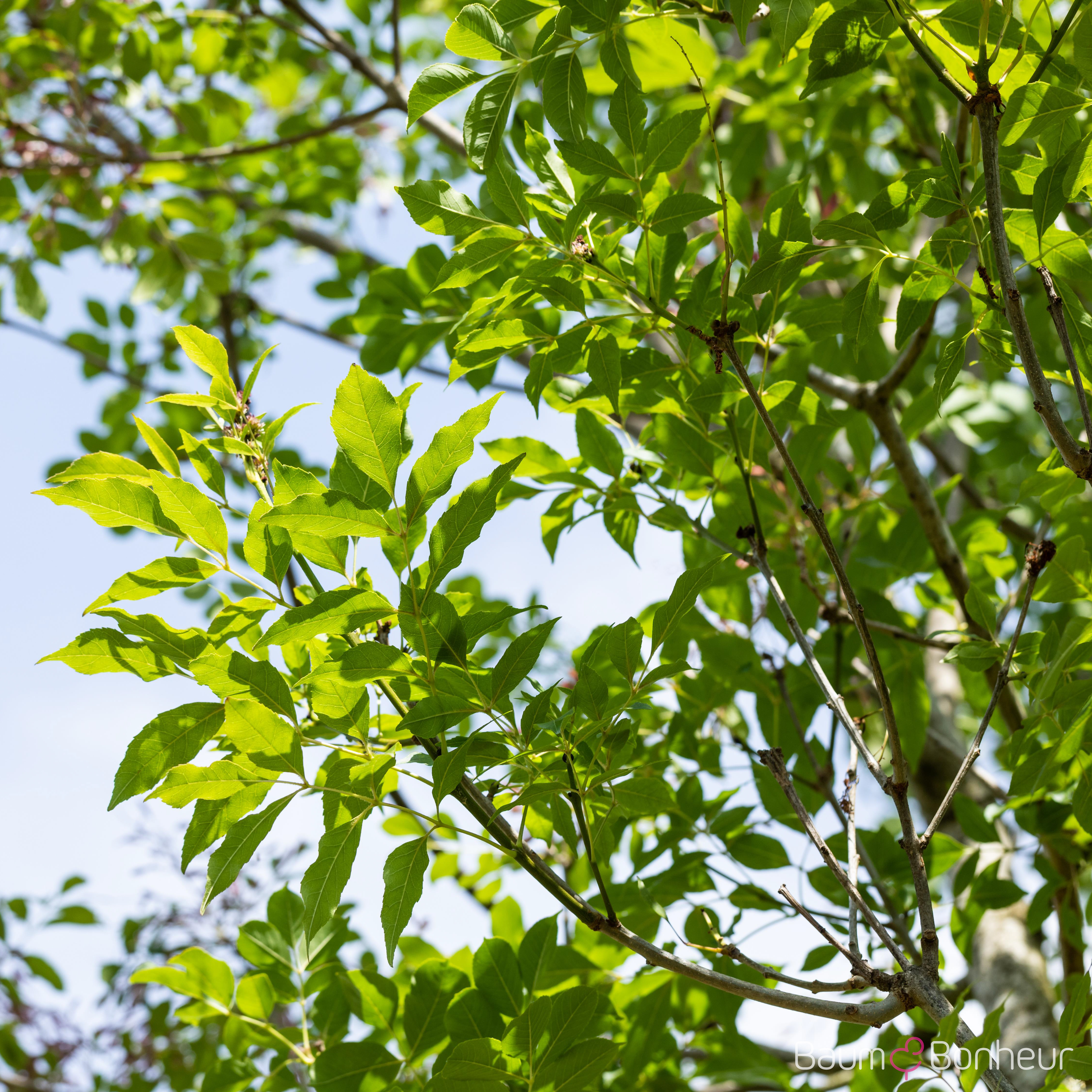 Fraxinus ornus