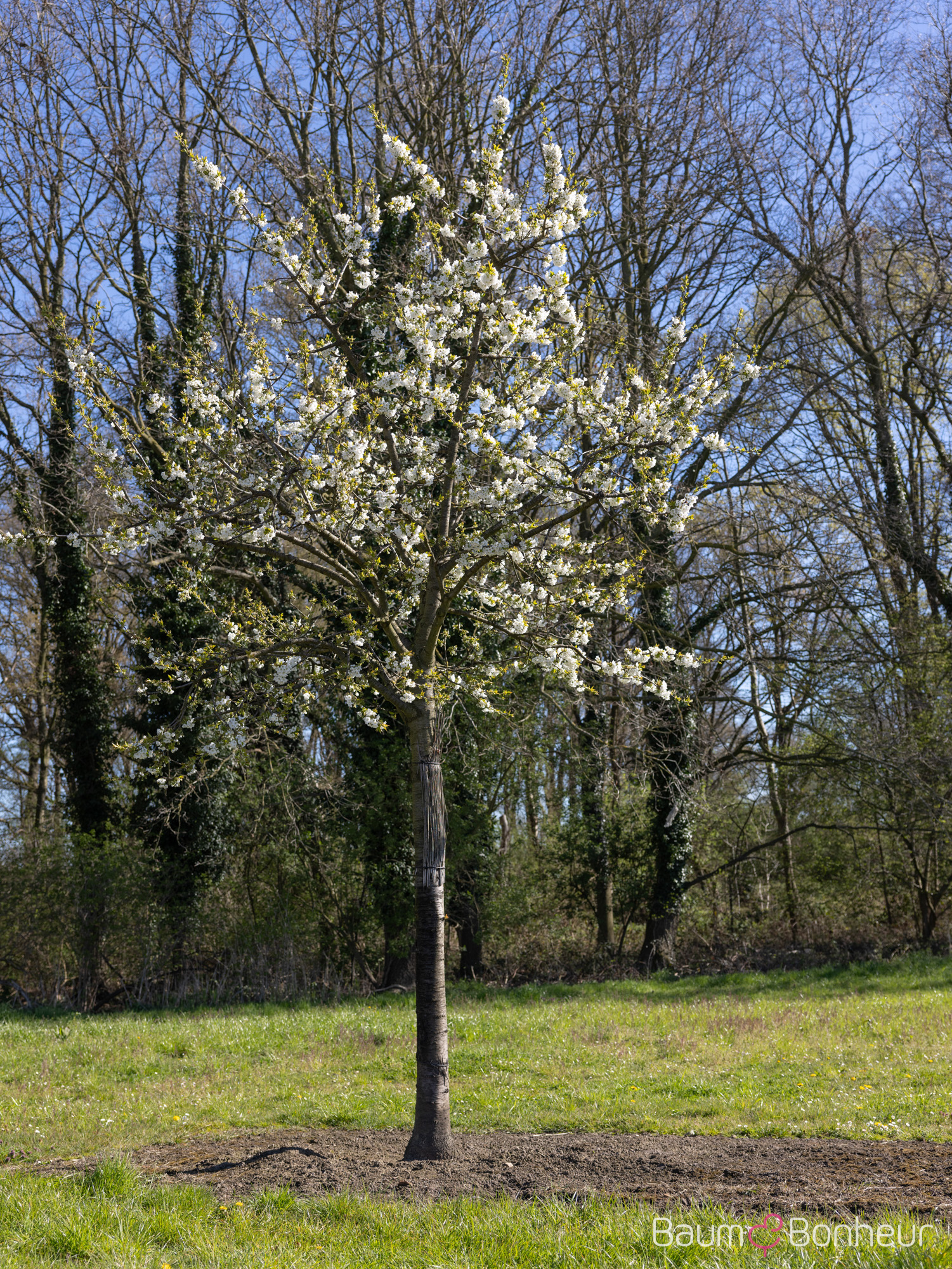 Prunus av. 'Große Schwarze Knorpelkirsche'