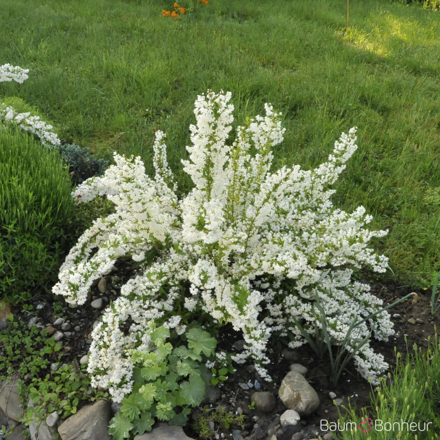 Deutzia gracilis