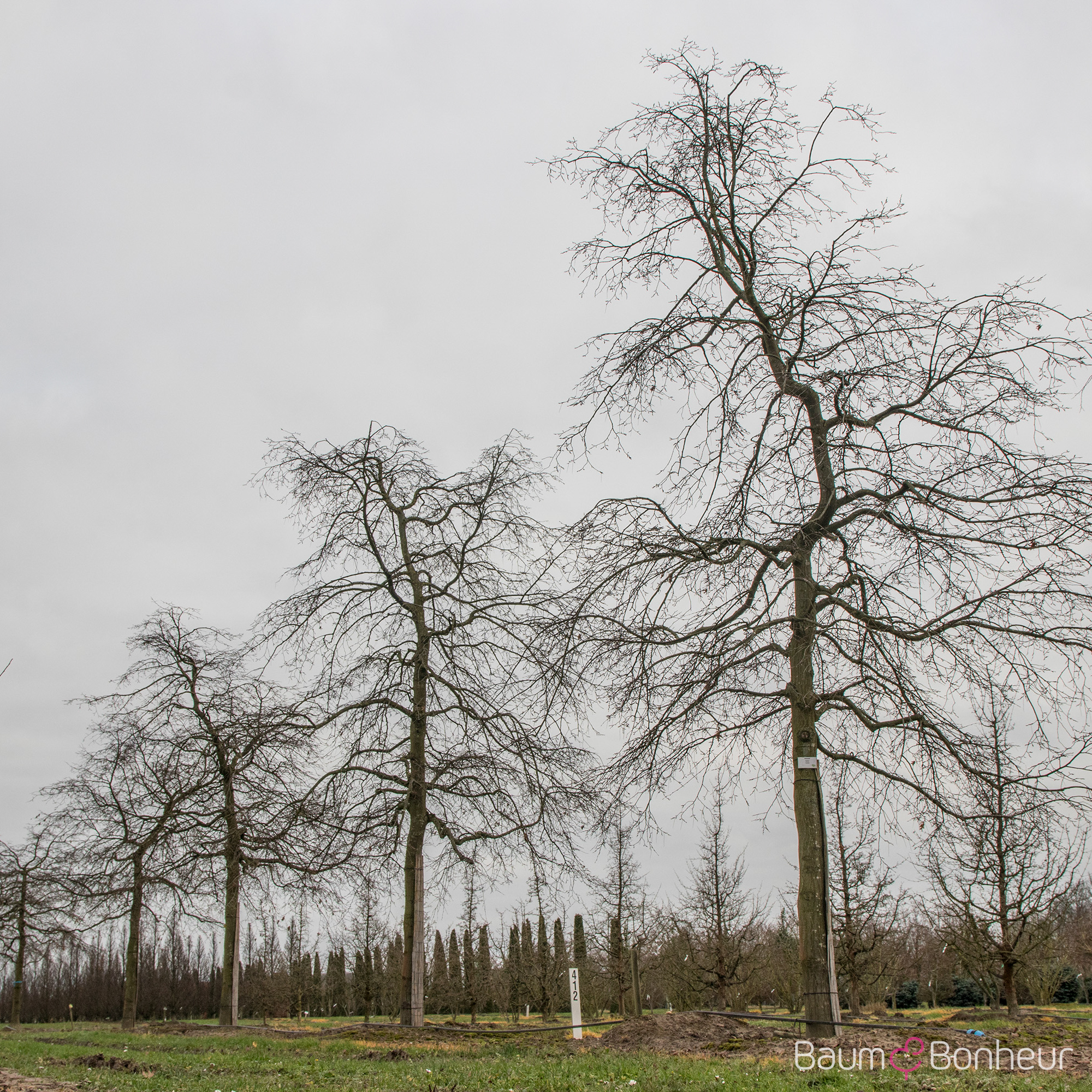 Carpinus betulus 'Pendula'