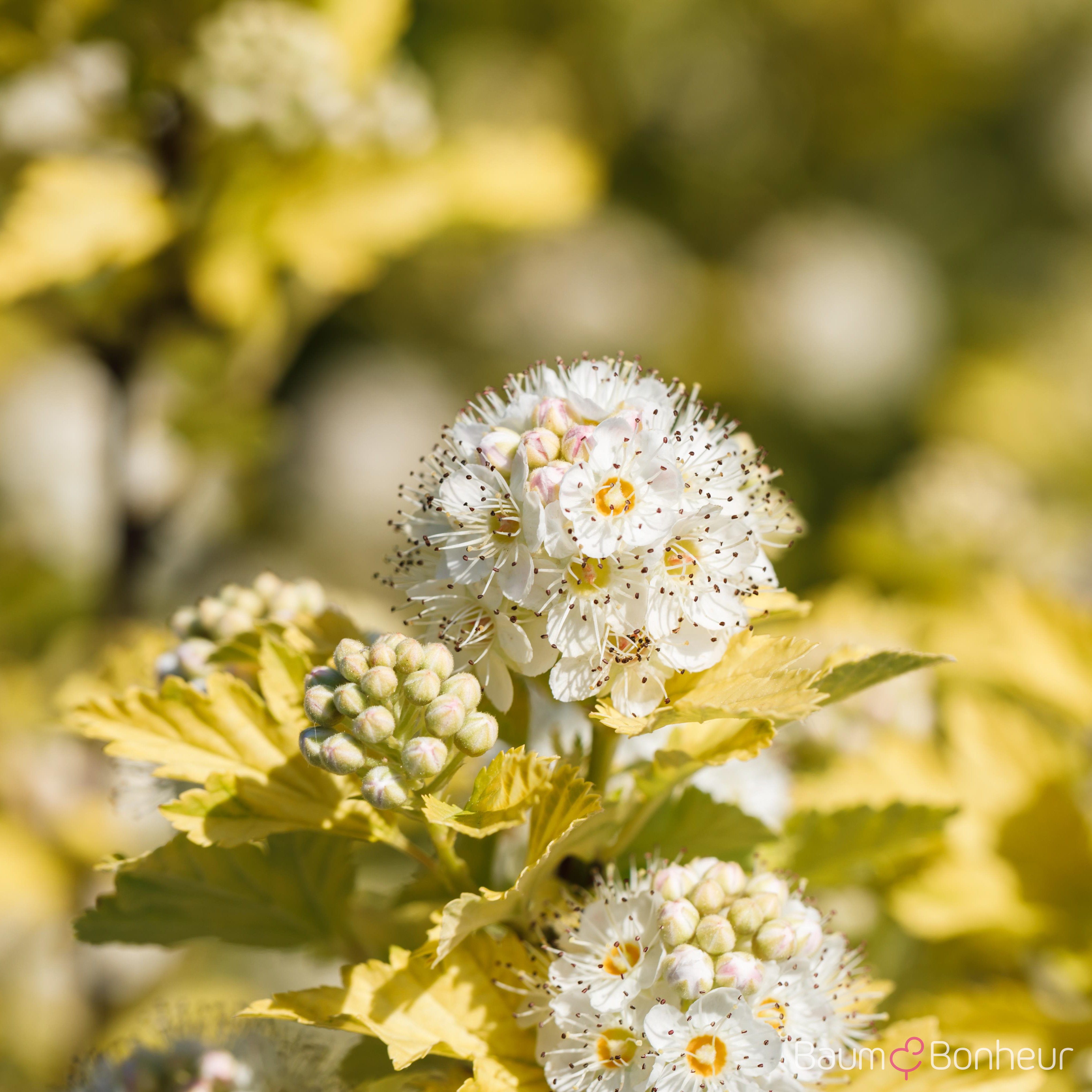 Physocarpus opulifolius 'Dart's Gold'
