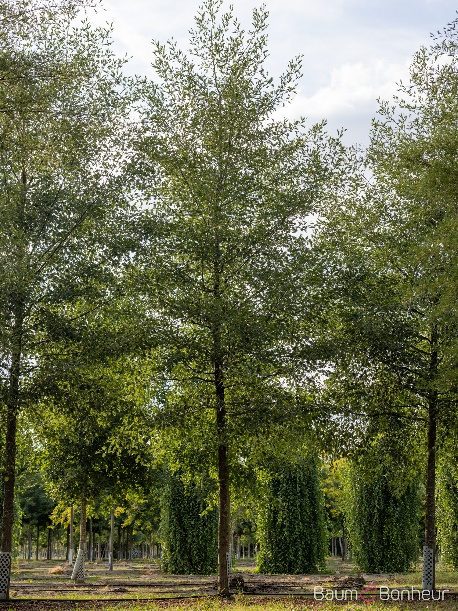 Alnus glutinosa 'Laciniata'
