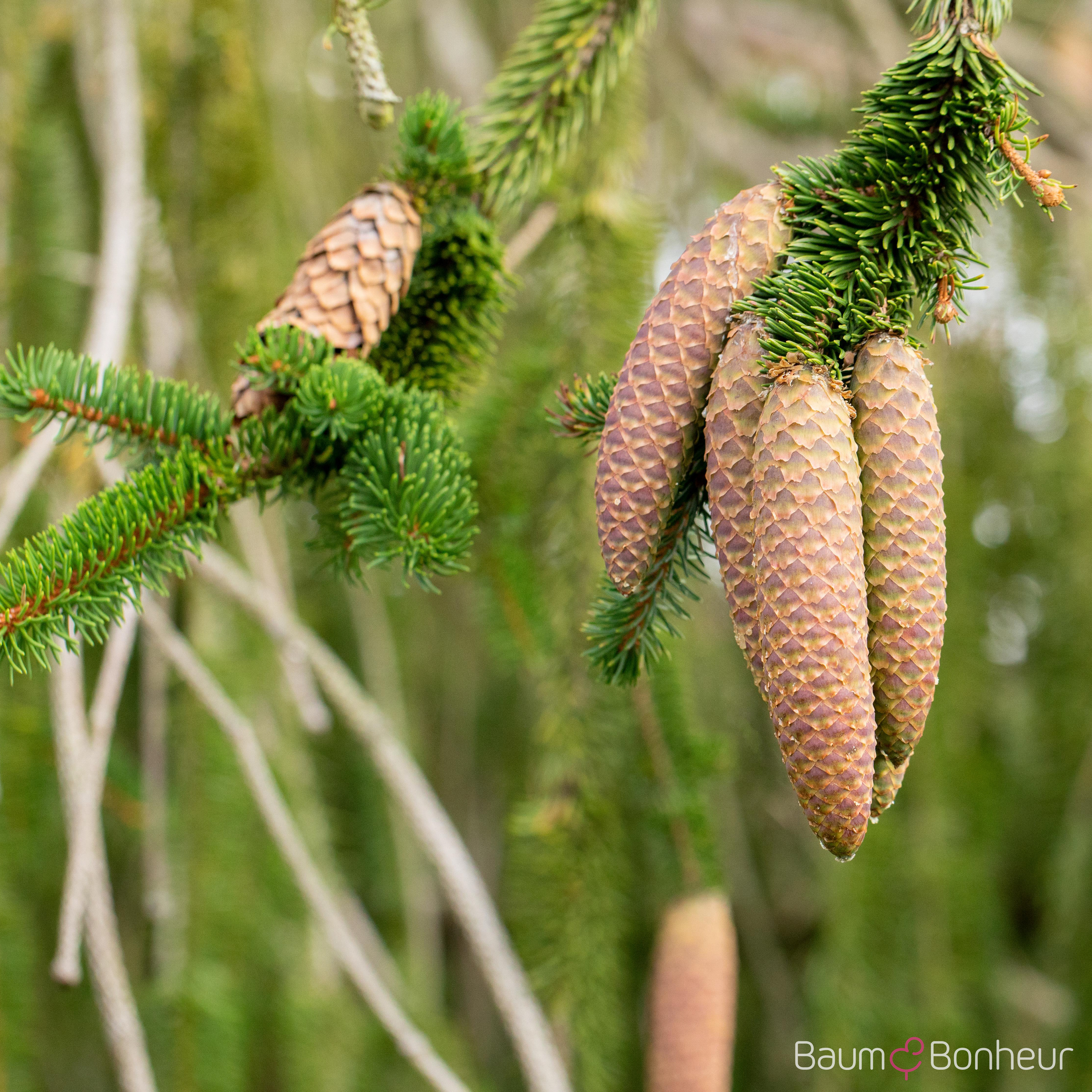 Picea abies 'Inversa'