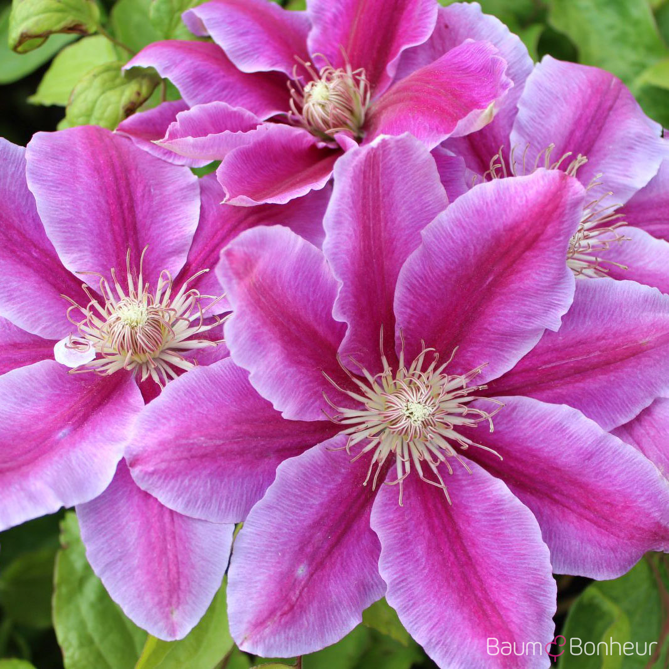 Clematis 'Dr. Ruppel'