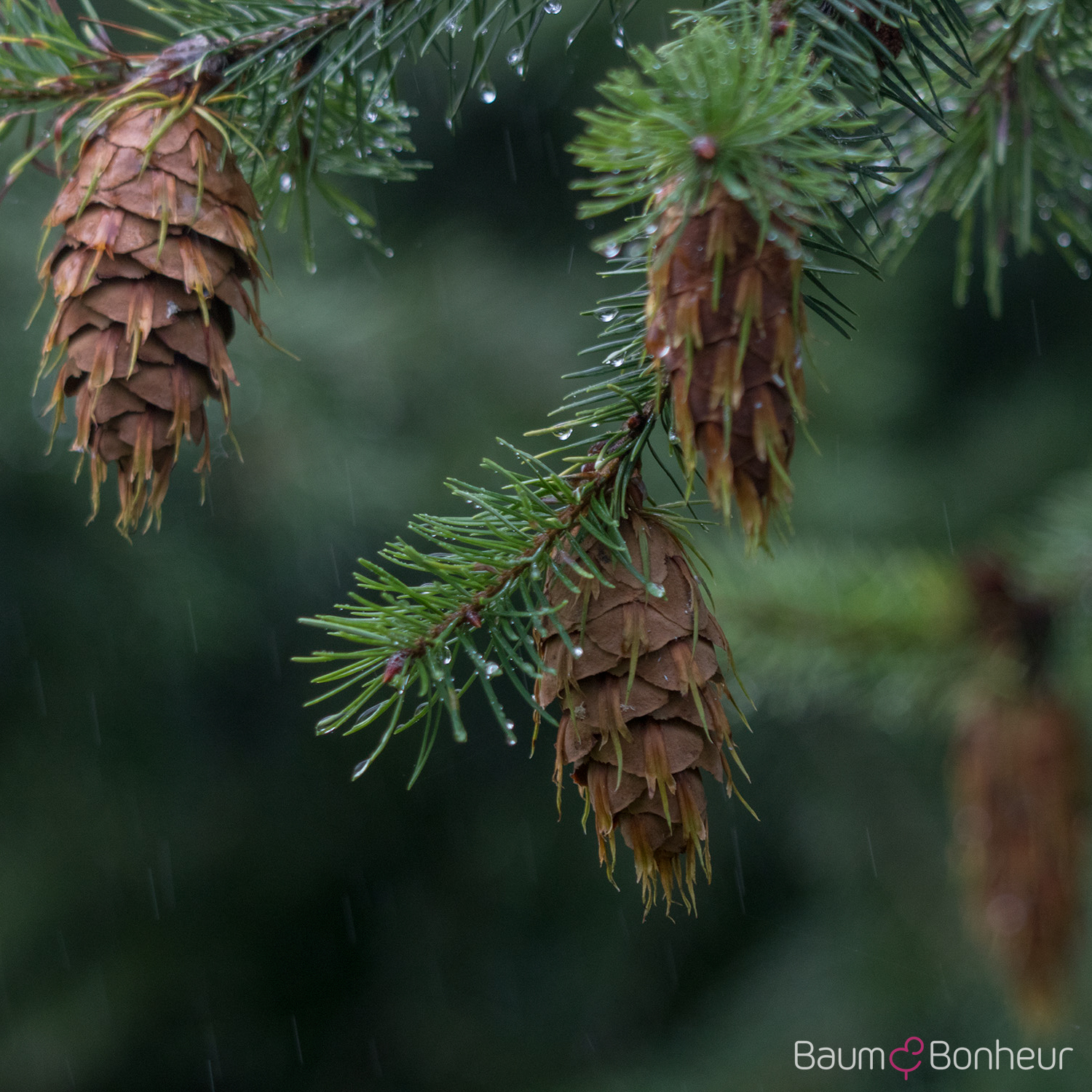 Pseudotsuga menziesii caesia