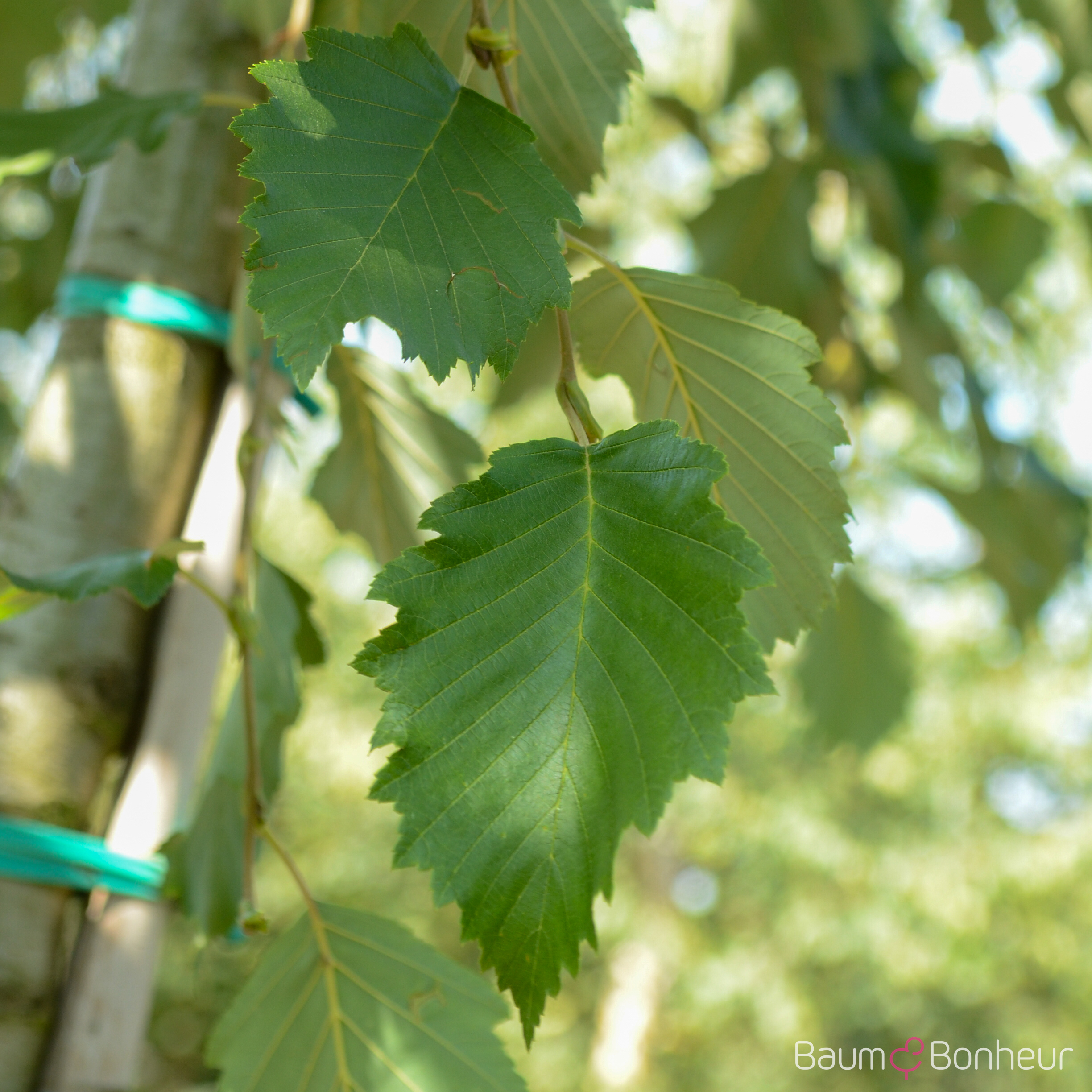 Betula pubescens