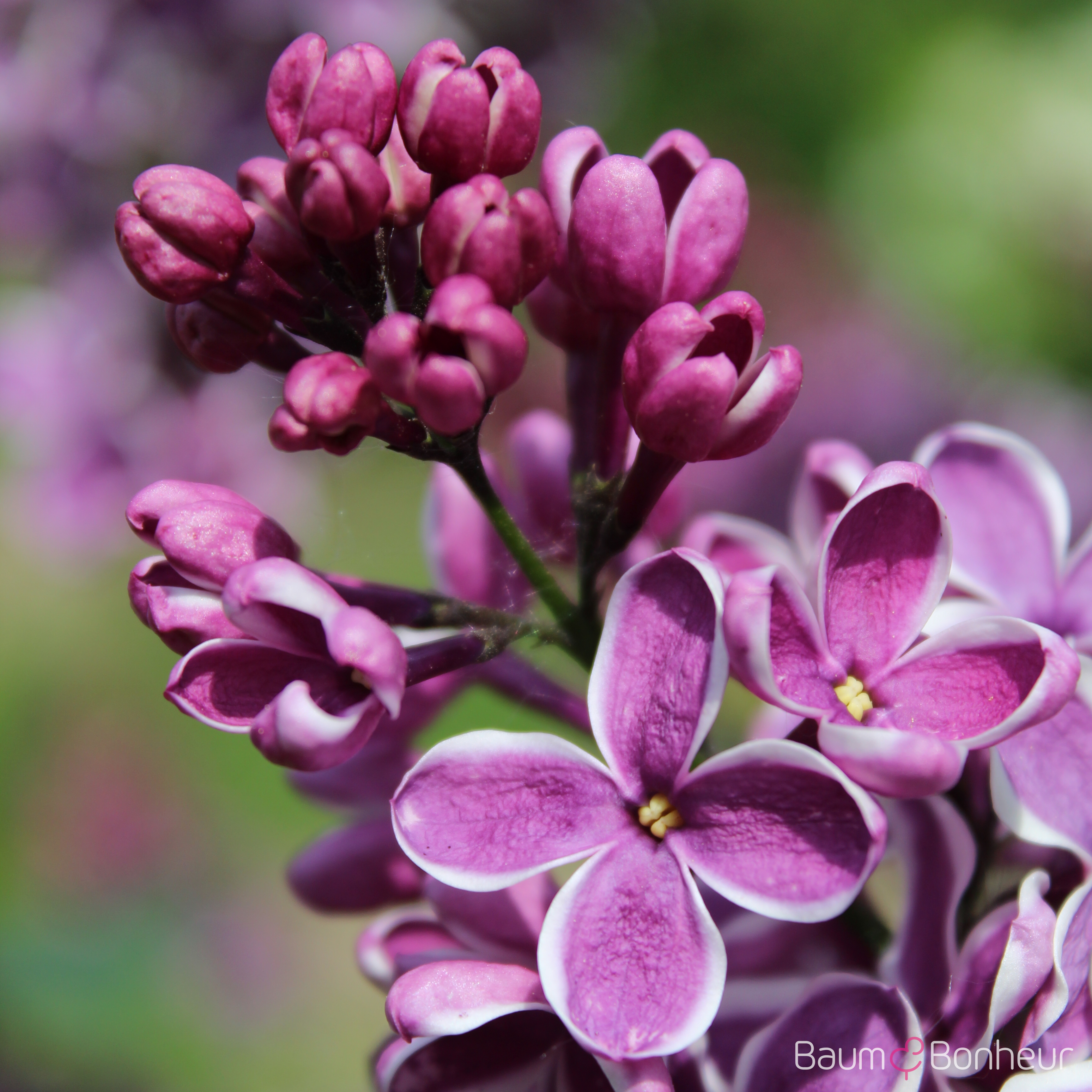 Syringa vulgaris 'Sensation'