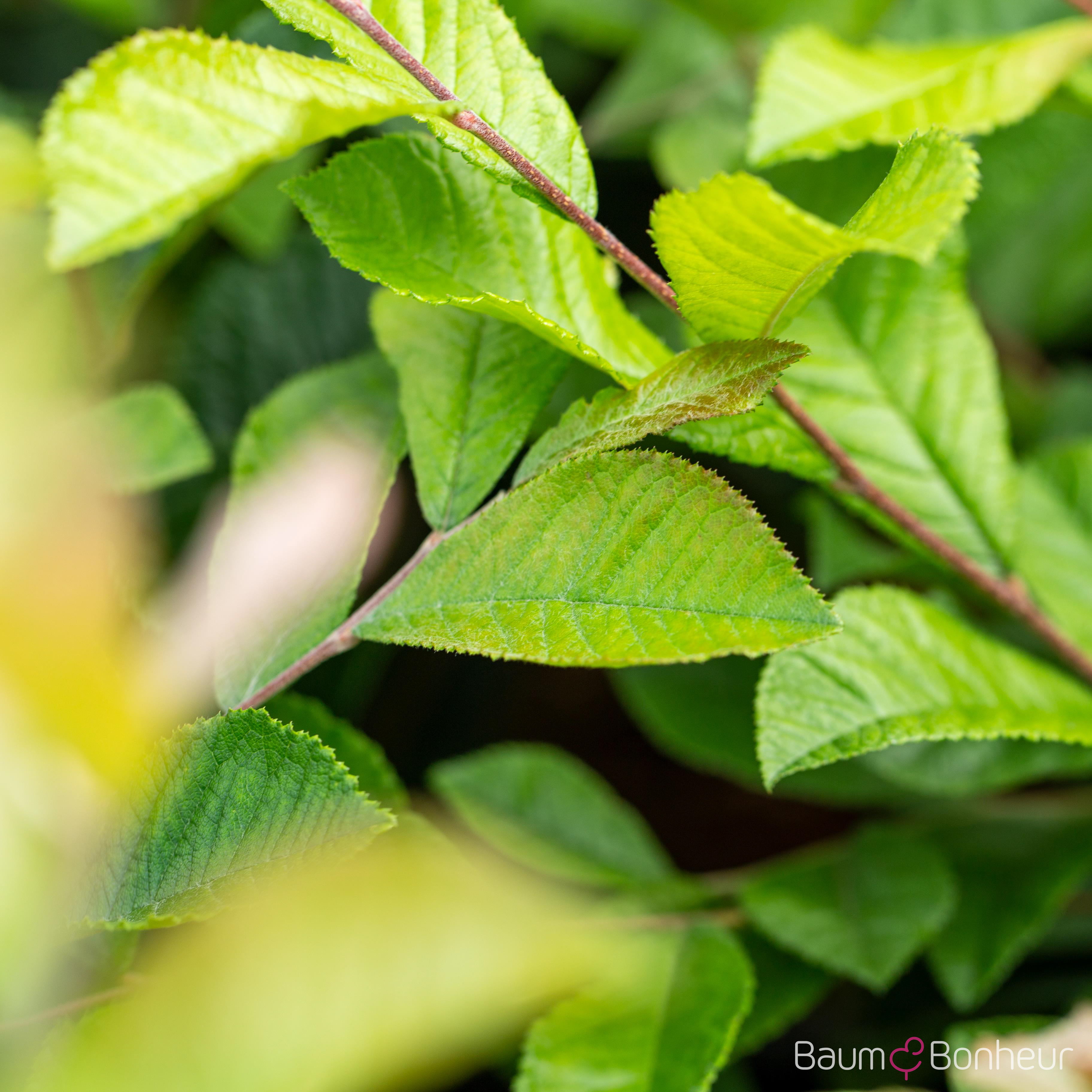 Photinia villosa