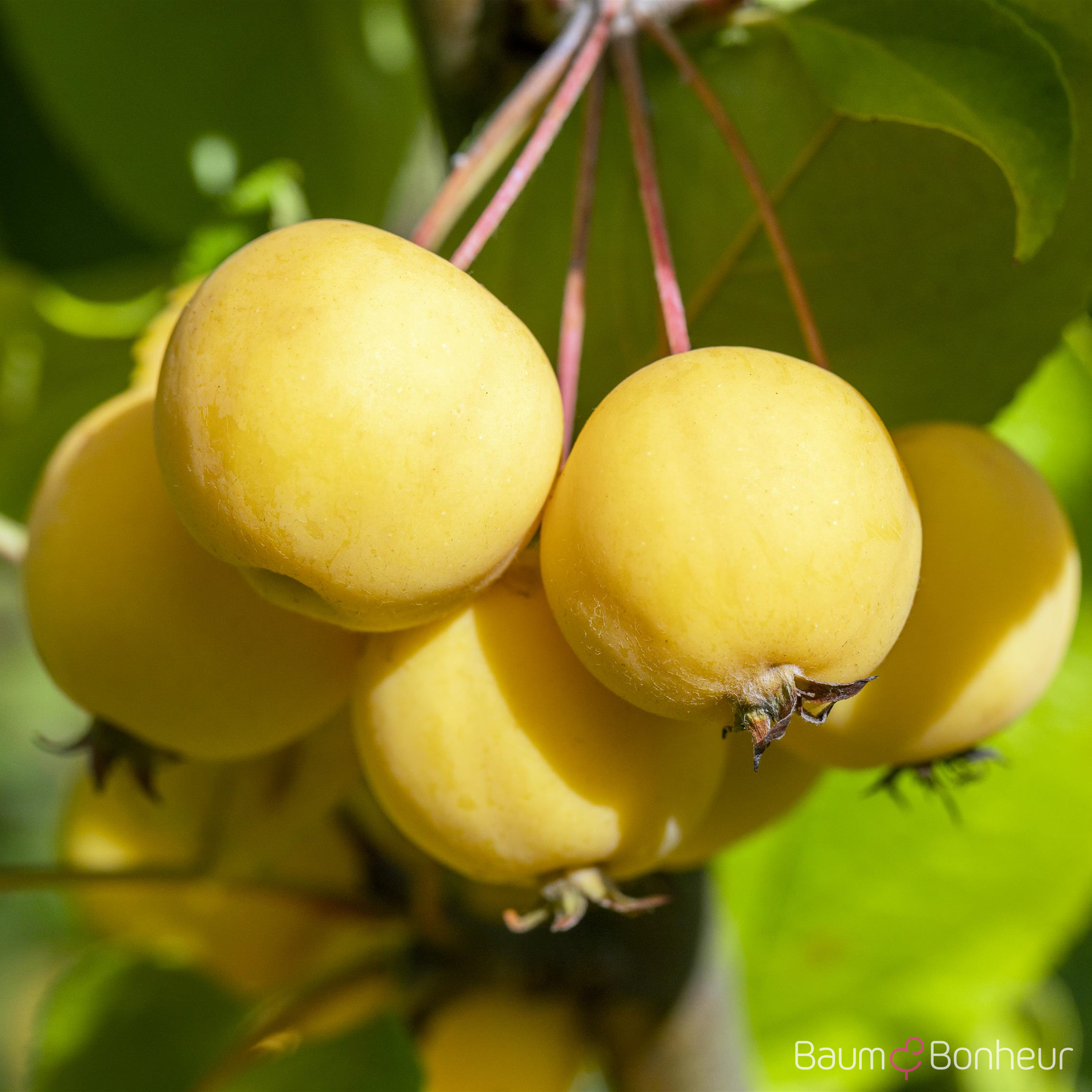Malus 'Wintergold'