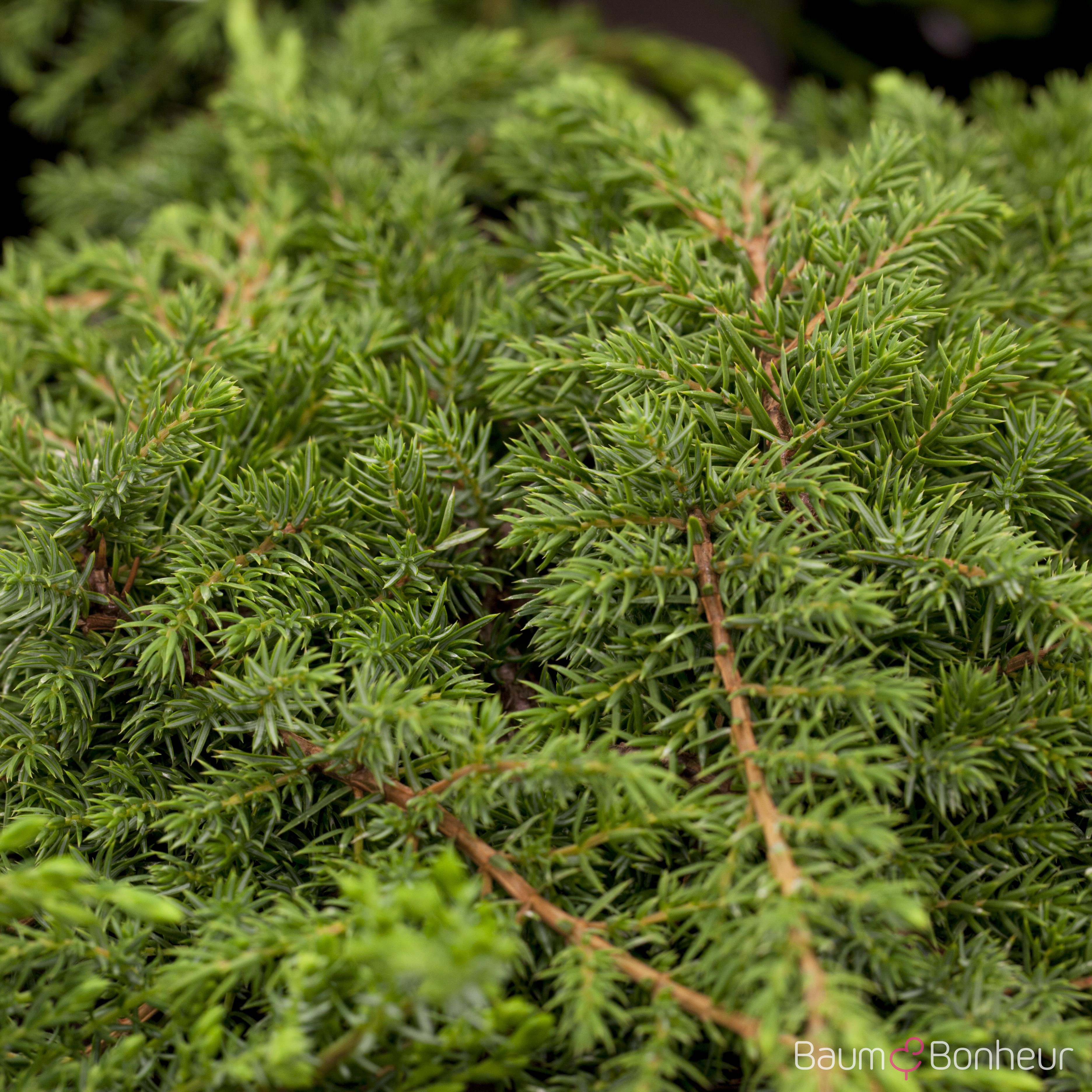 Juniperus communis 'Green Carpet'