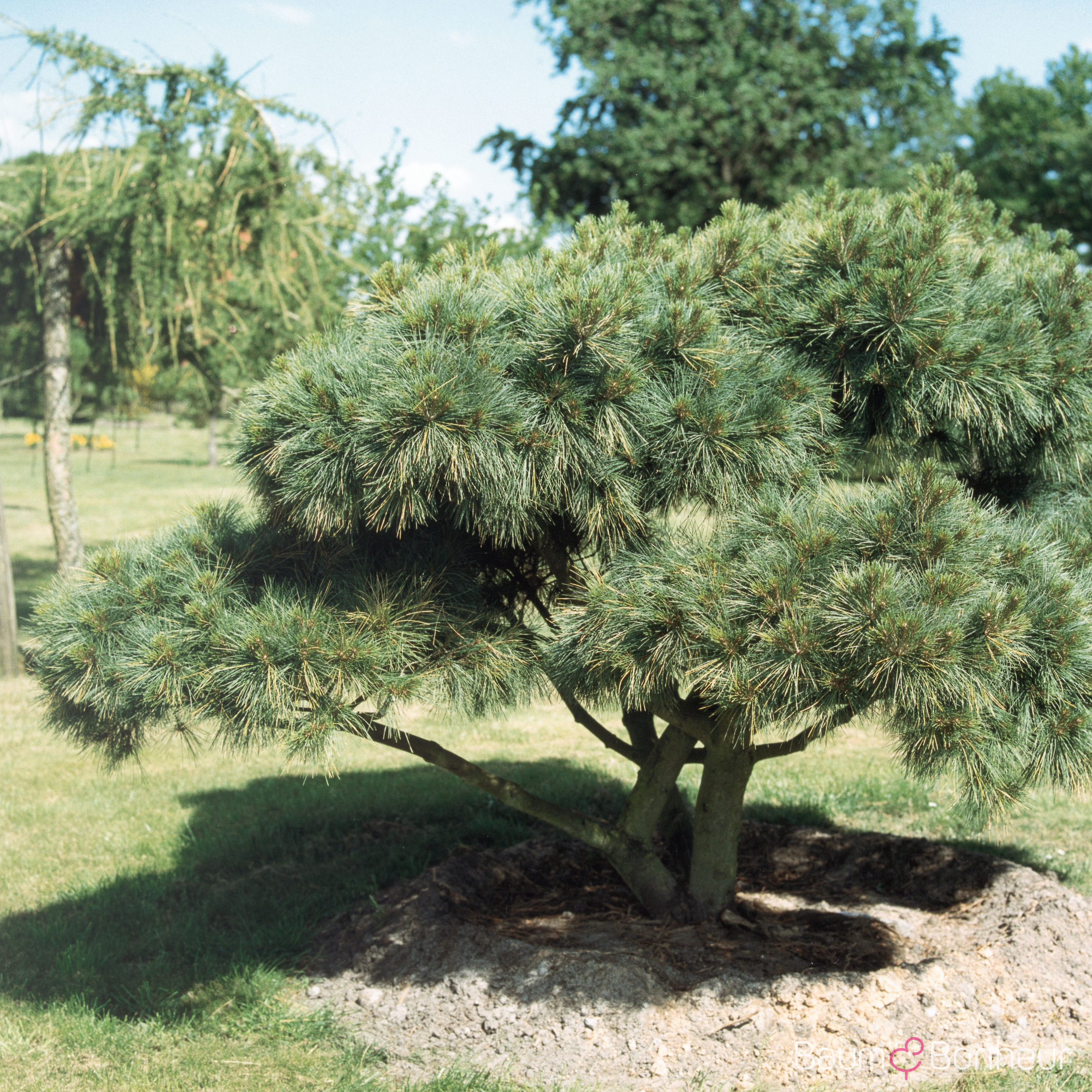 Pinus strobus 'Radiata'