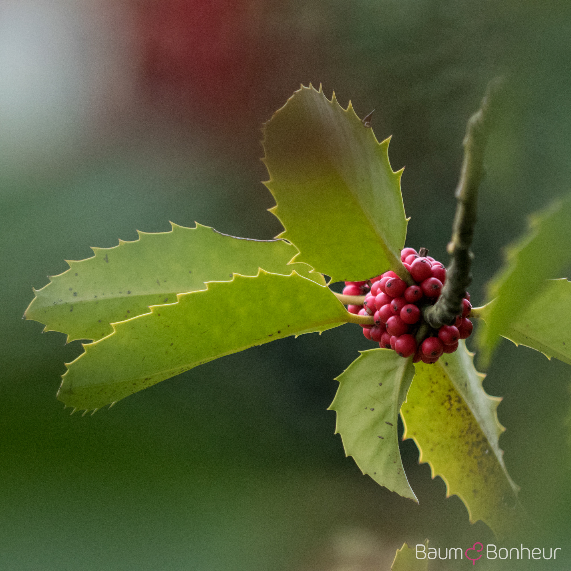 Ilex castaneifolia