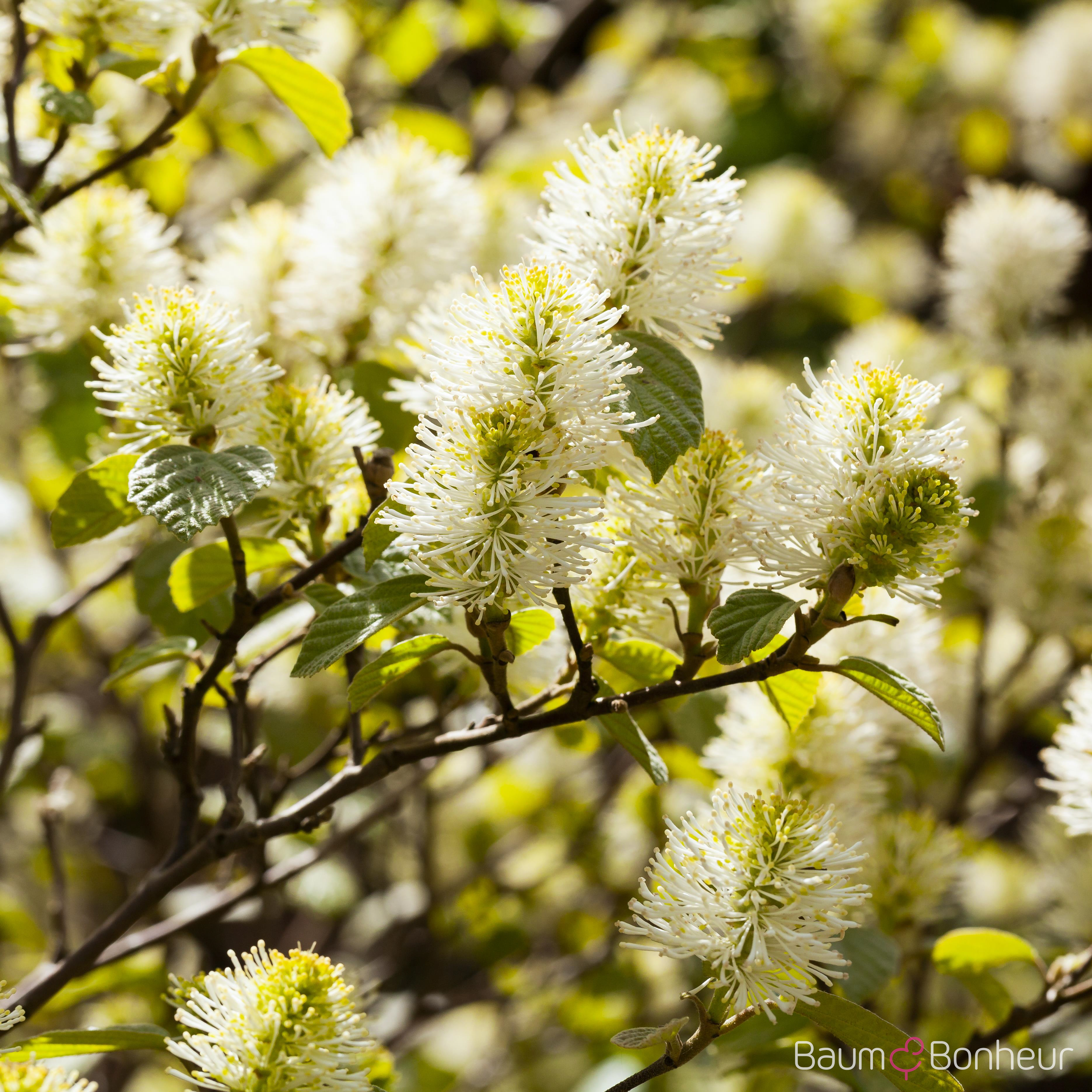Fothergilla major