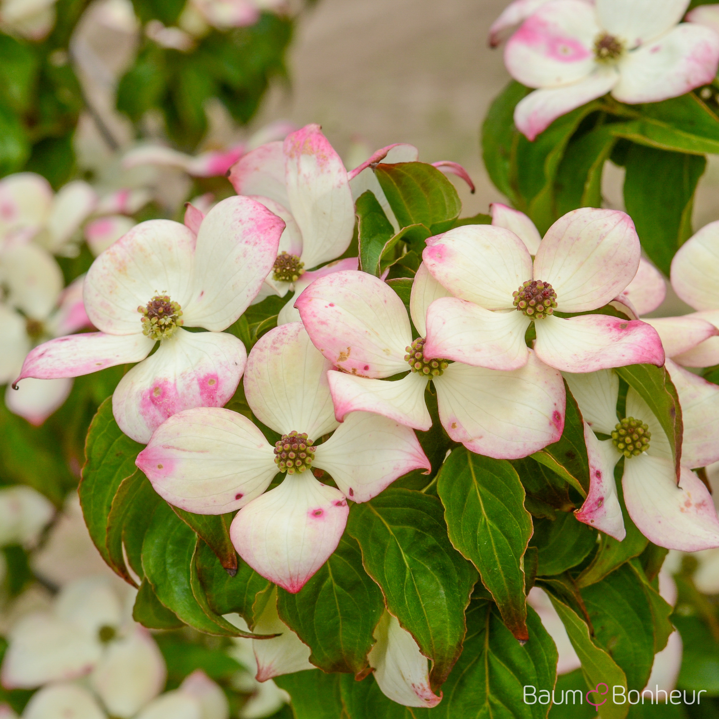Cornus kousa