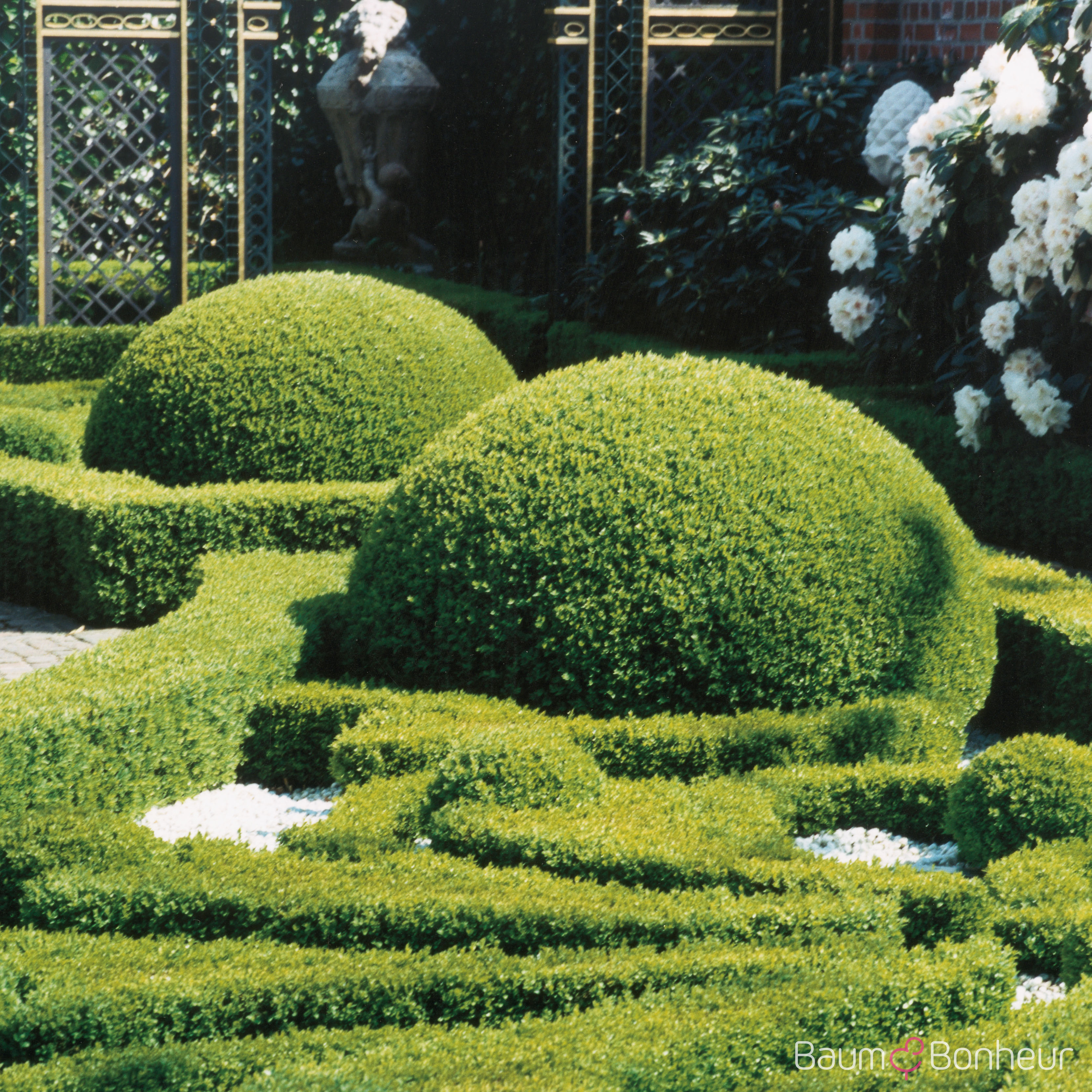 Buxus sempervirens var. arborescens