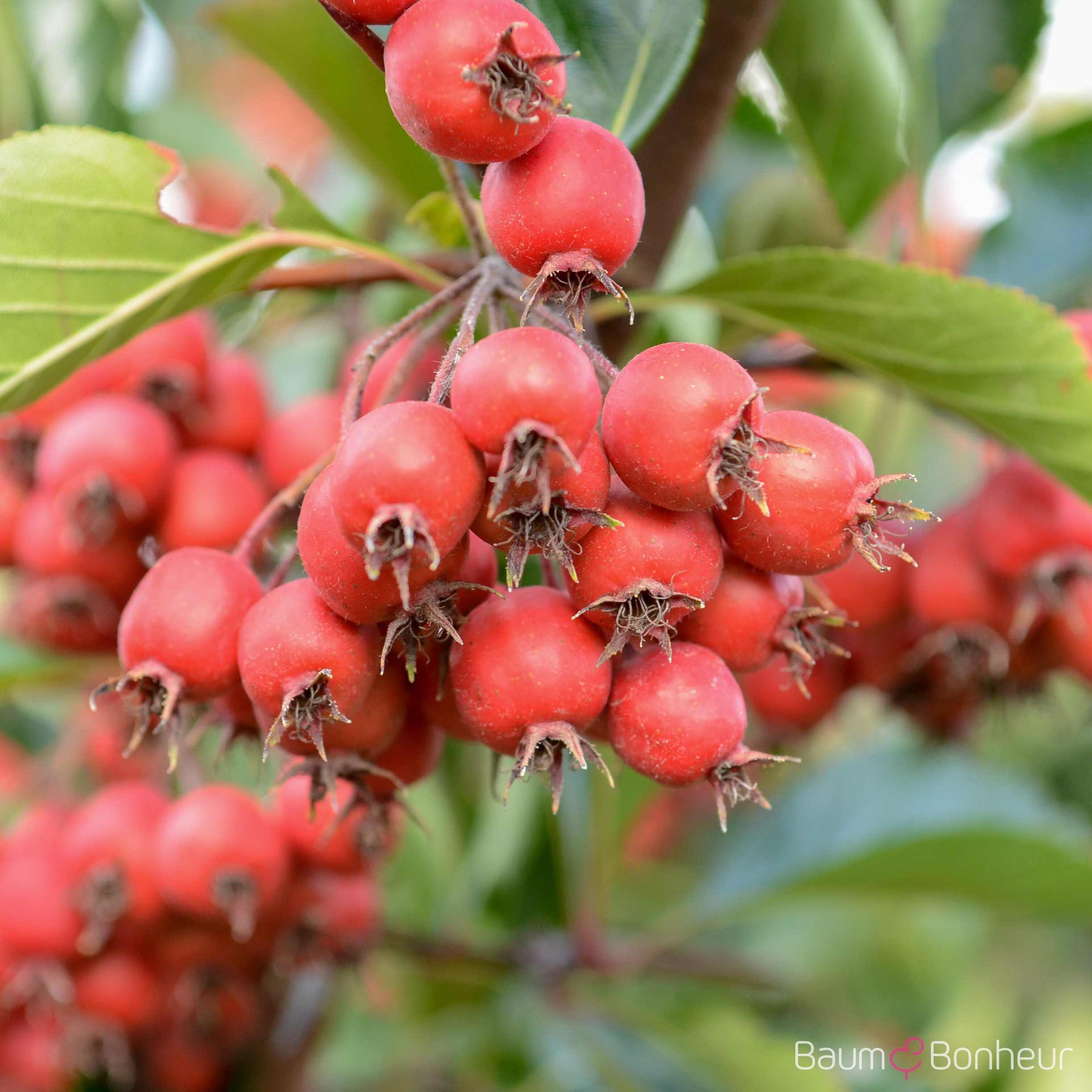 Crataegus persimilis