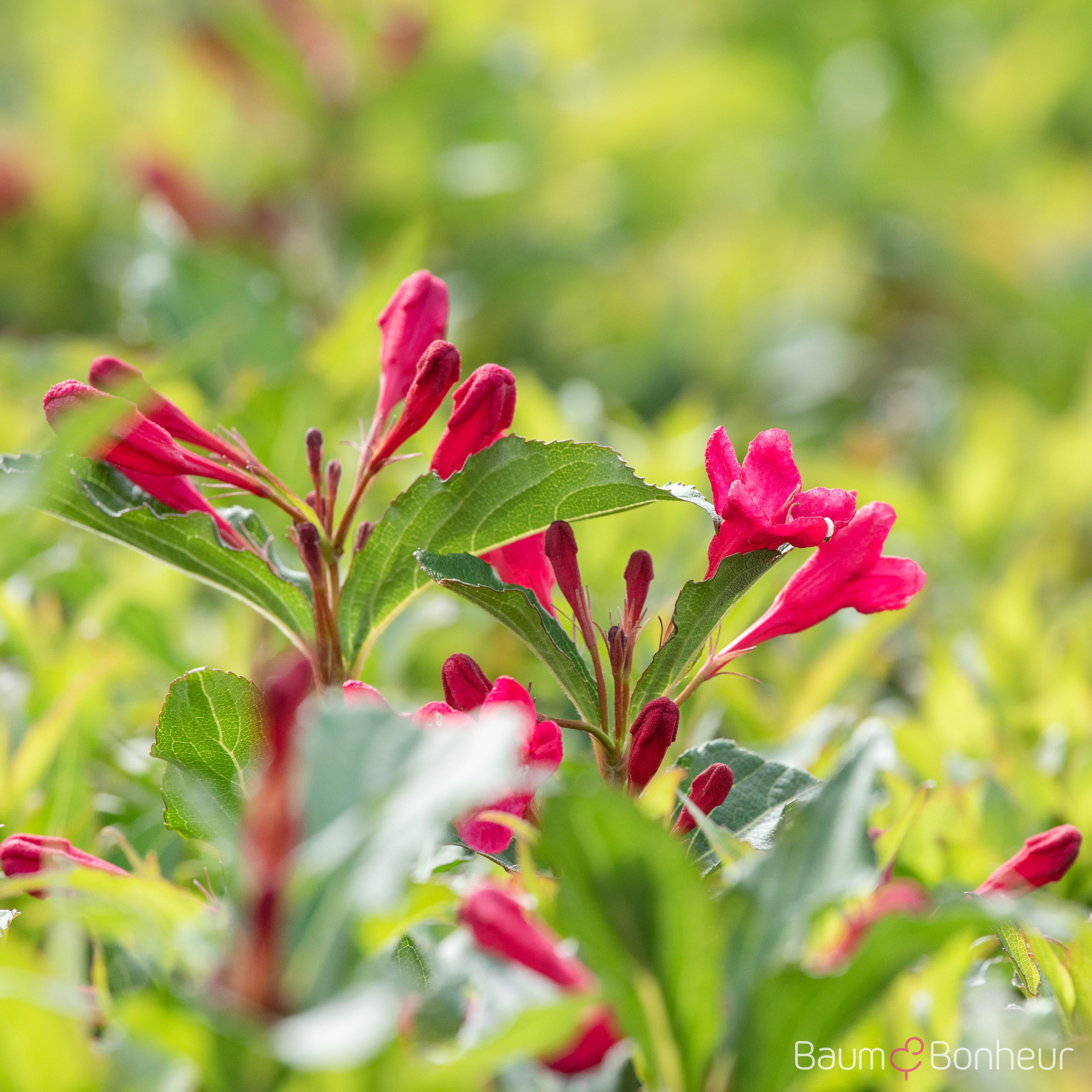Weigela 'Red Prince'