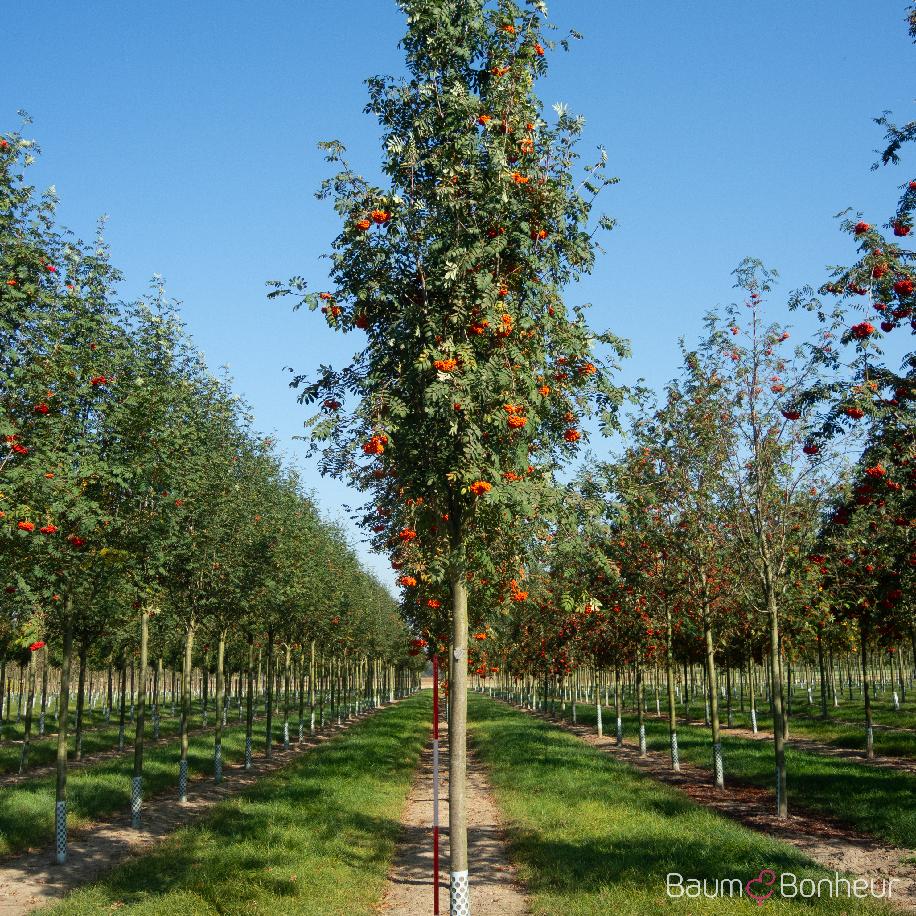 Sorbus aucuparia 'Edulis'