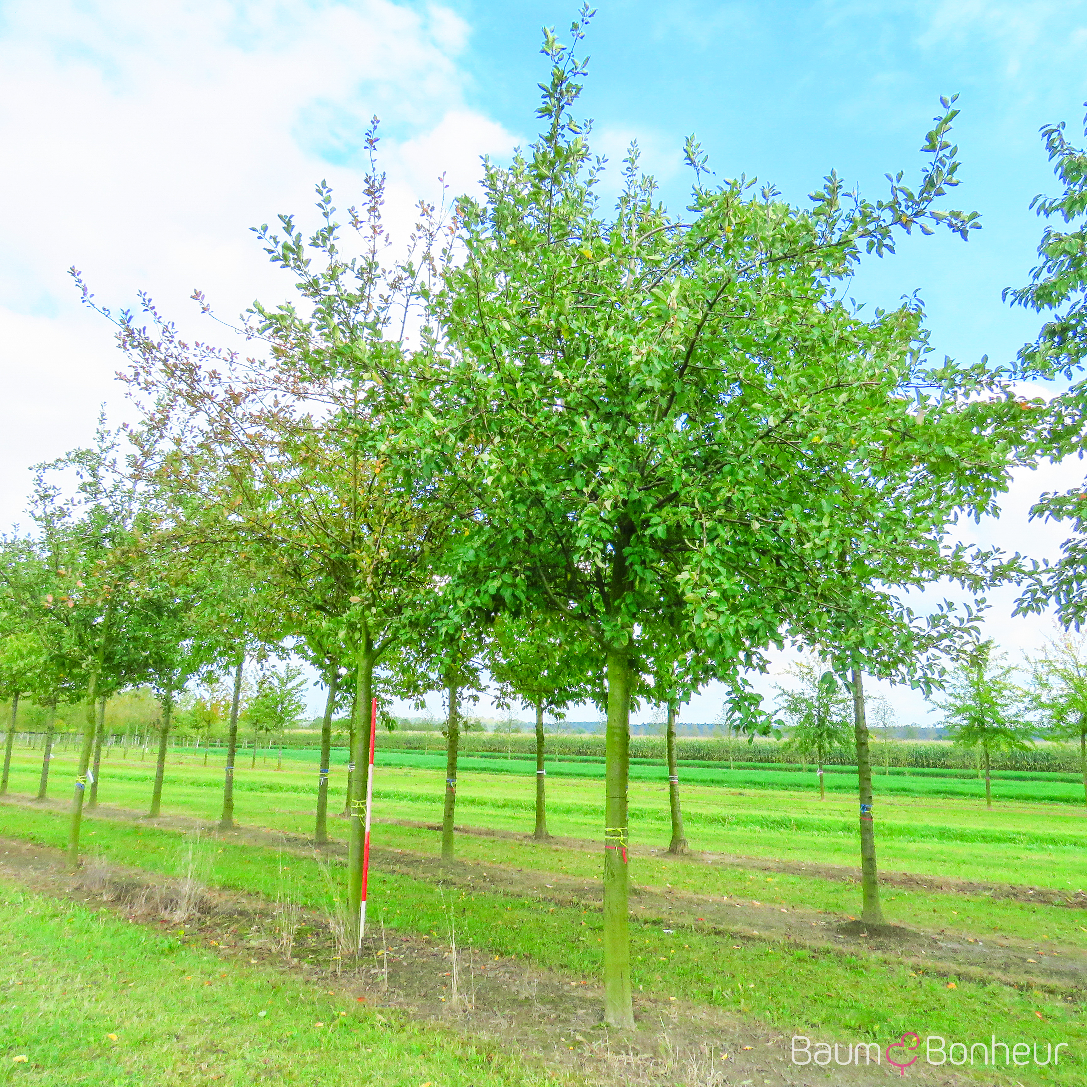 Malus 'Gewürzluikenapfel'