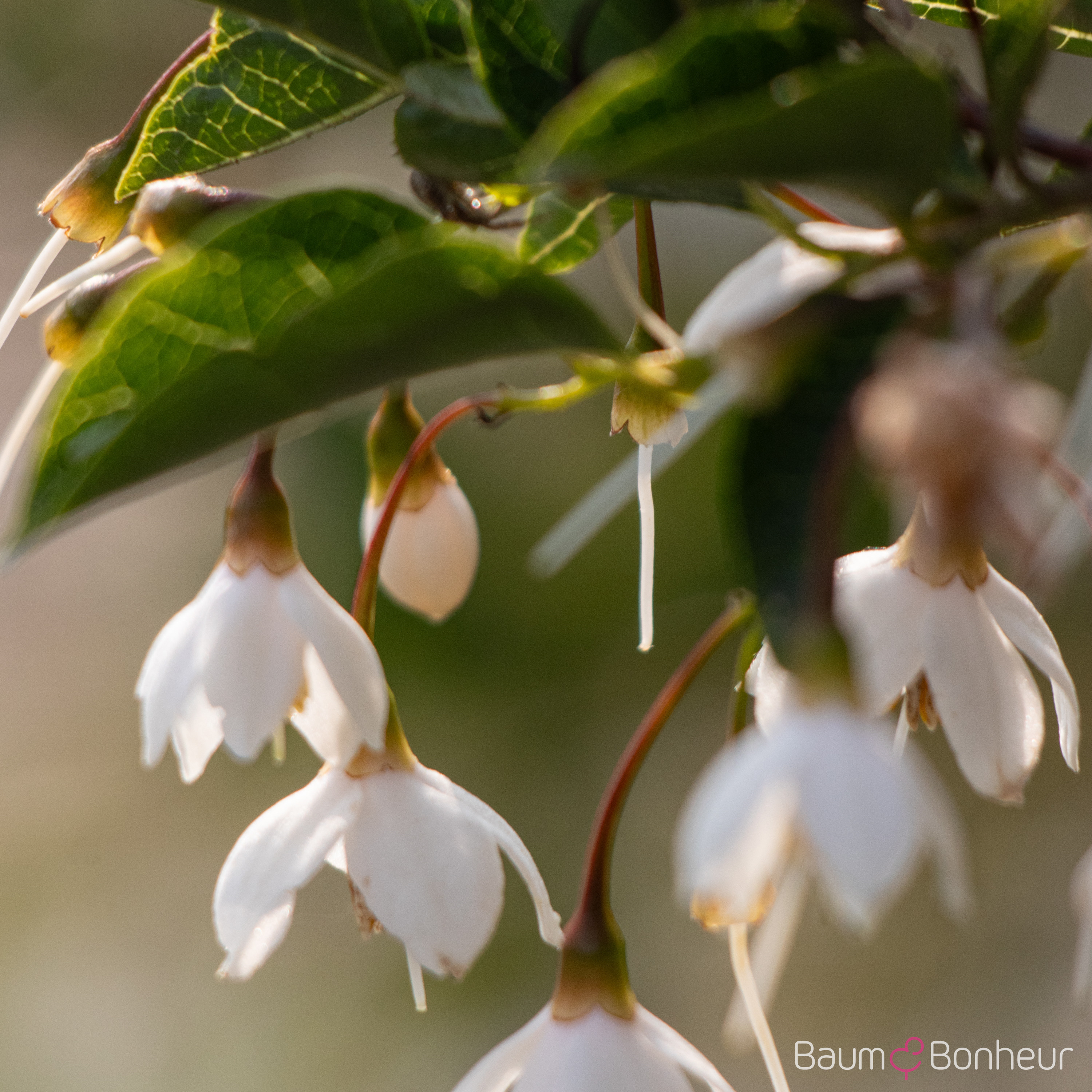 Styrax japonicus