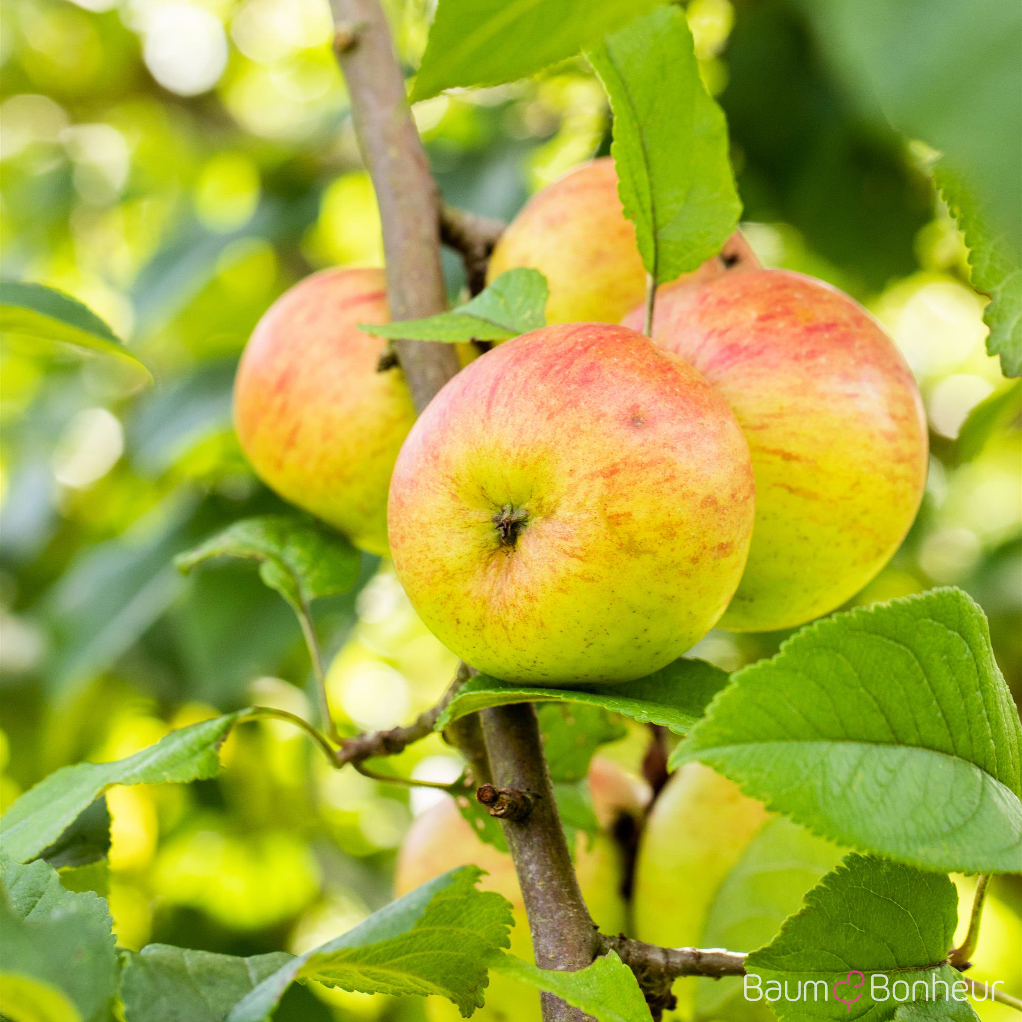 Malus 'Roter Berlepsch'