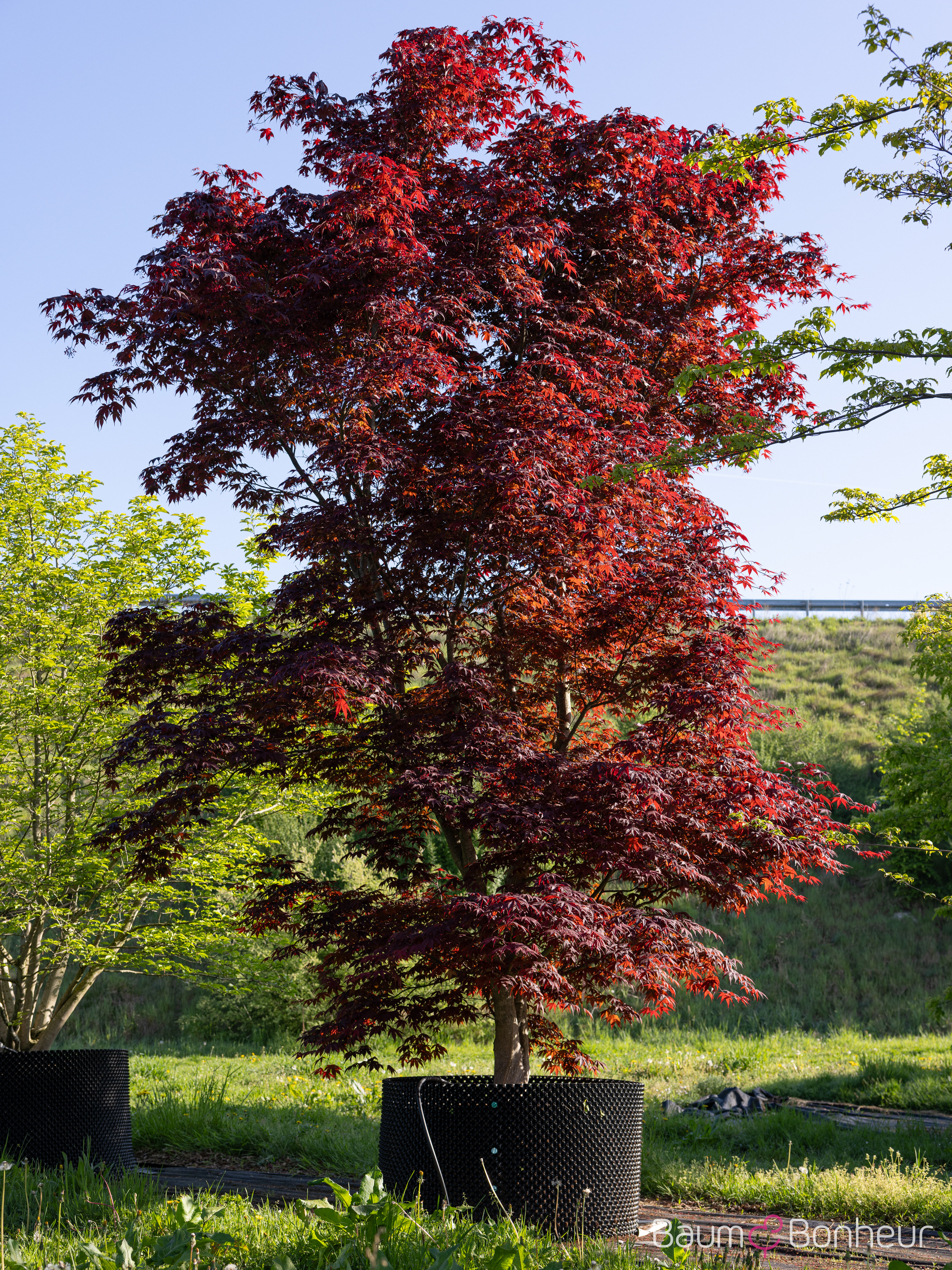 Acer palmatum 'Bloodgood'